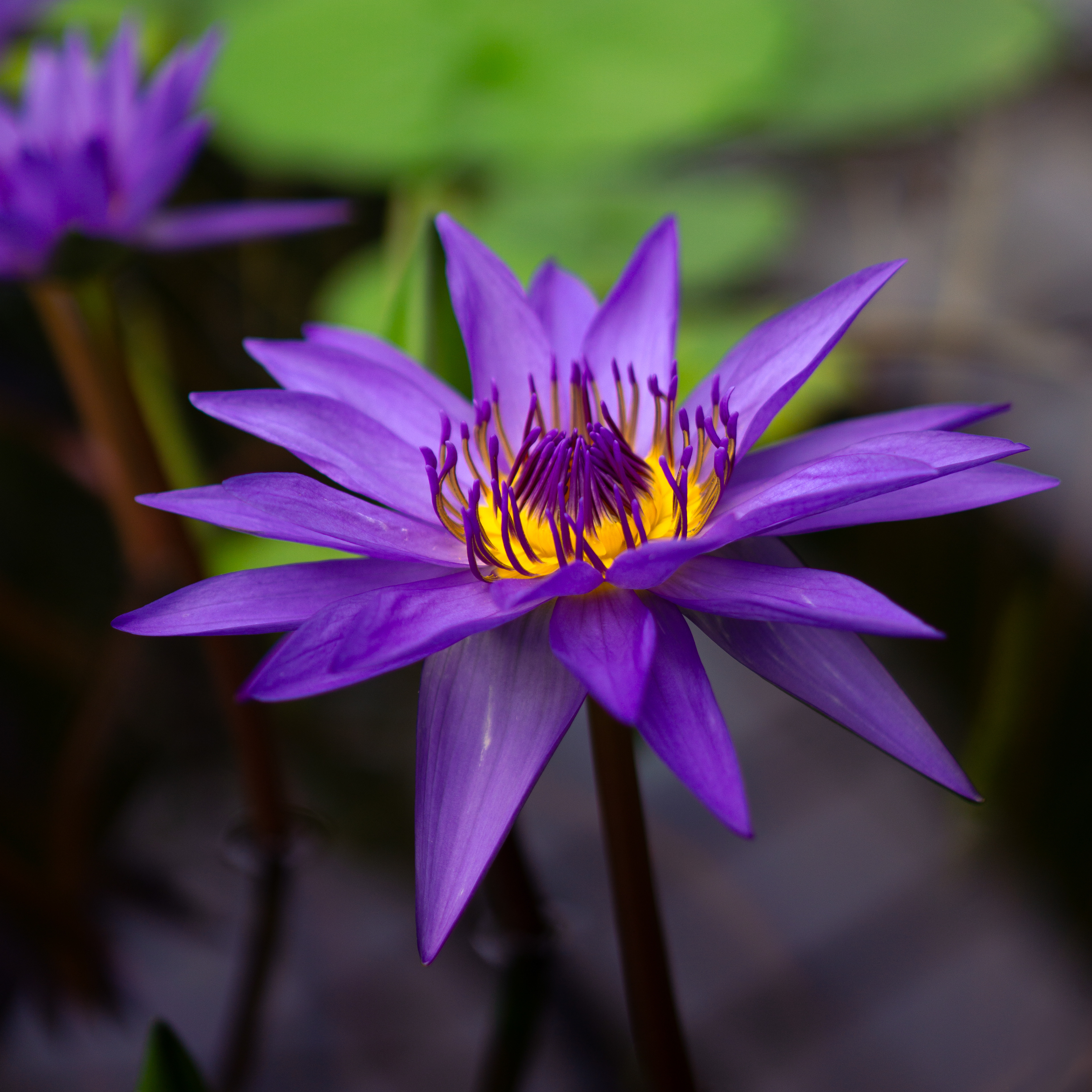 ƒ/1.8 • 1/1000s • 50mm • ISO 160