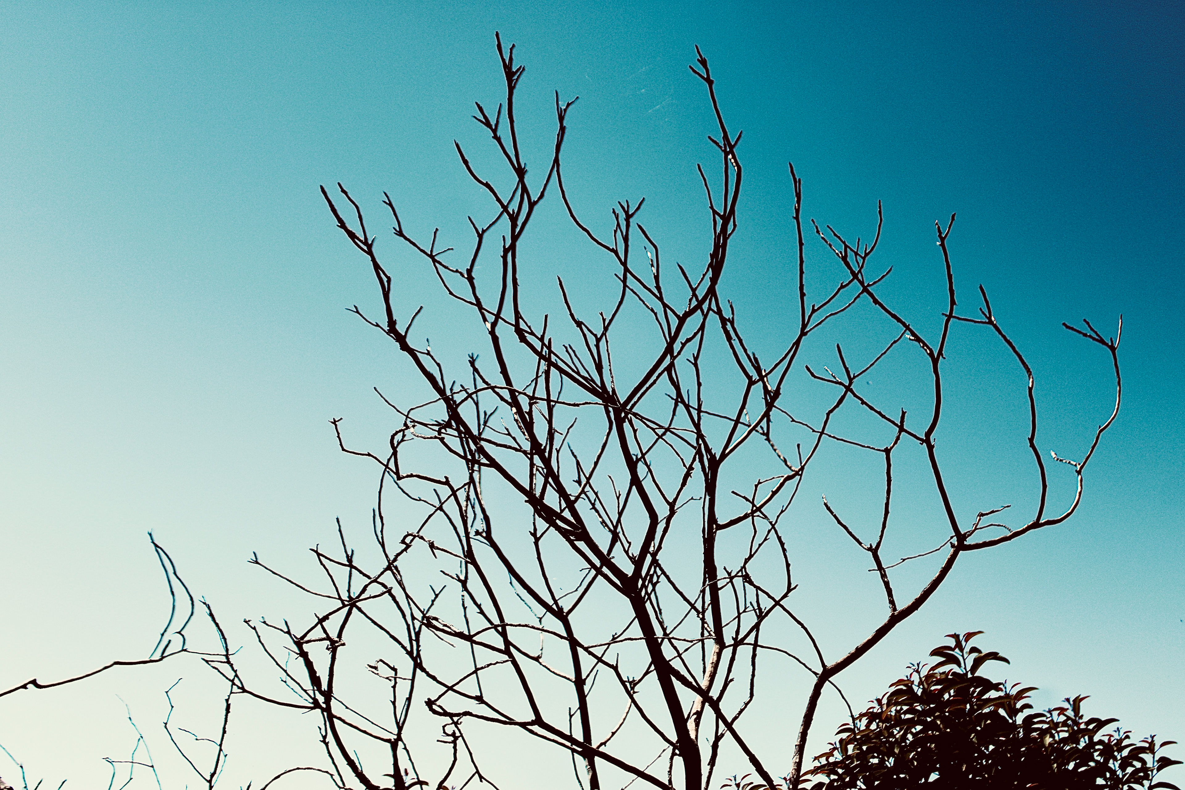 Tree & Sky - Calabasas