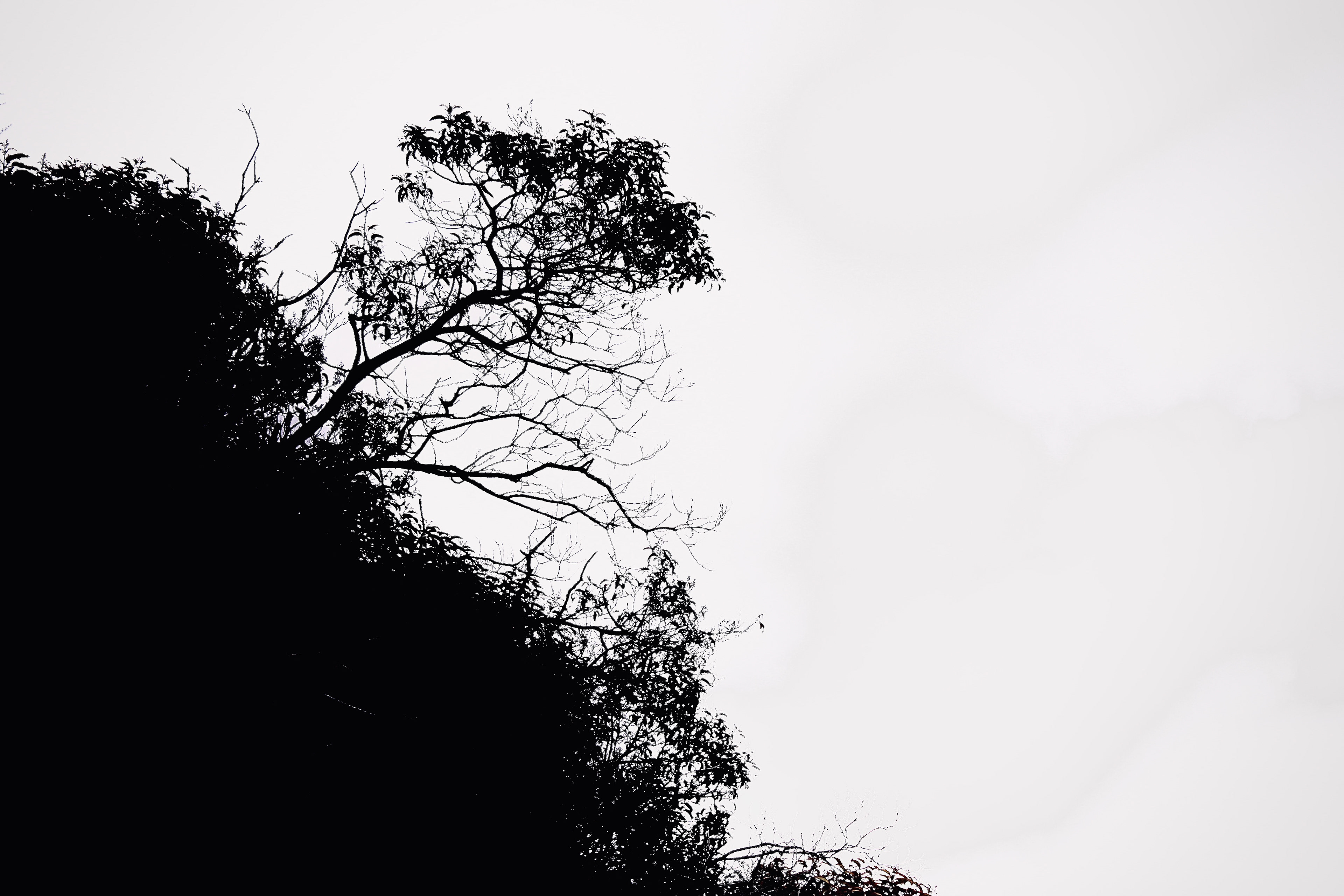 Tree outcrop (B&W) - Calabasas