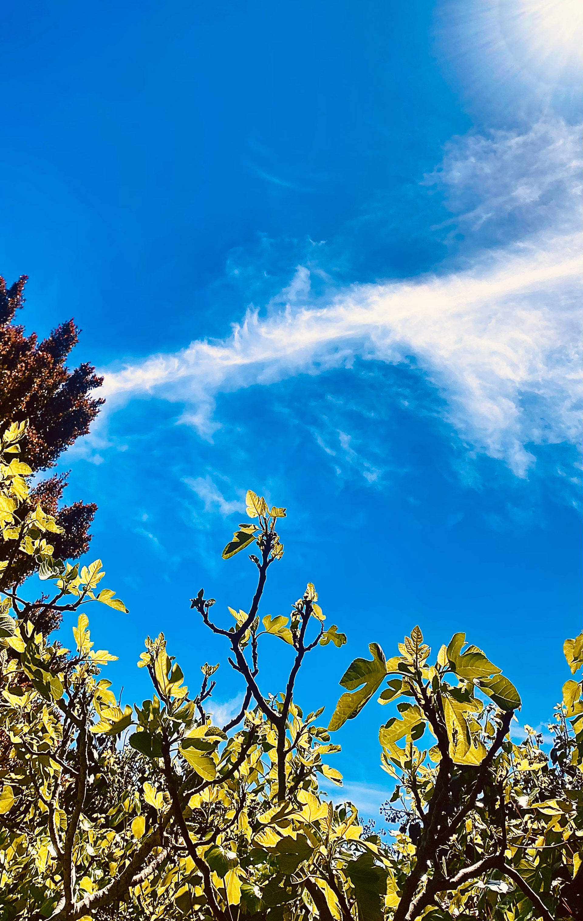 Fig & Spring Sky (II)