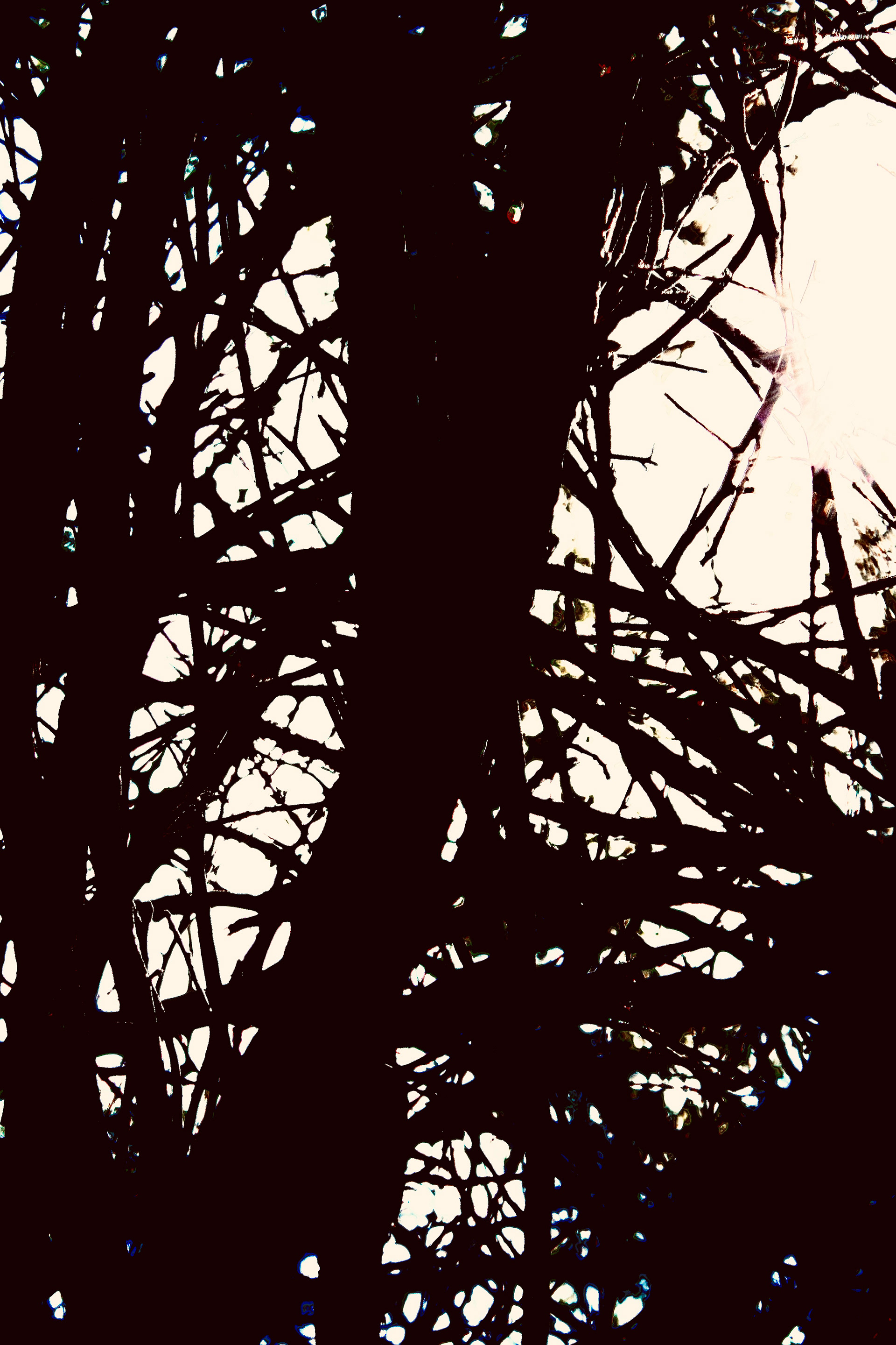 Tree Branch Tangle - Calabasas