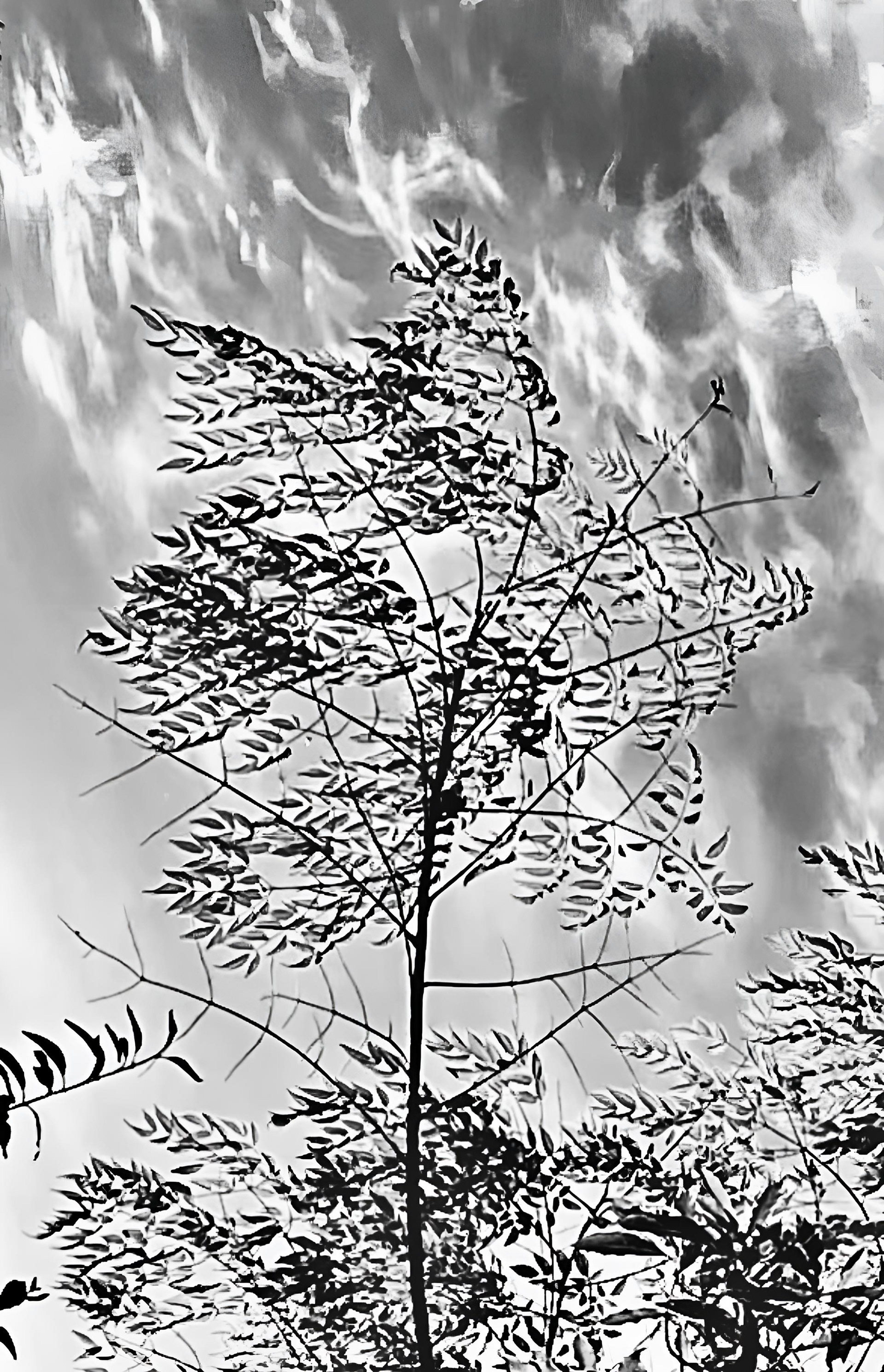 Morning Expression - 1