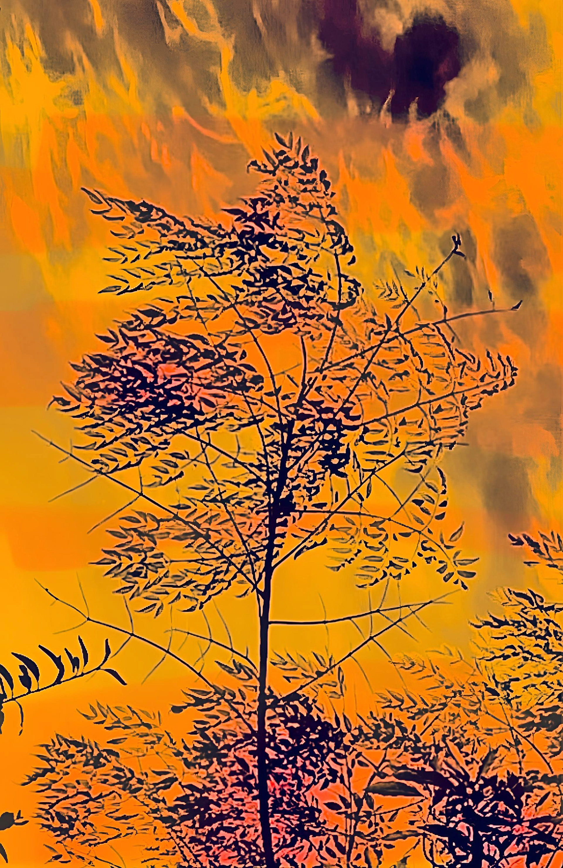 Morning Expression - 2