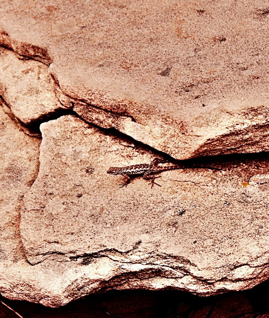 'Lizard Rock (i)'