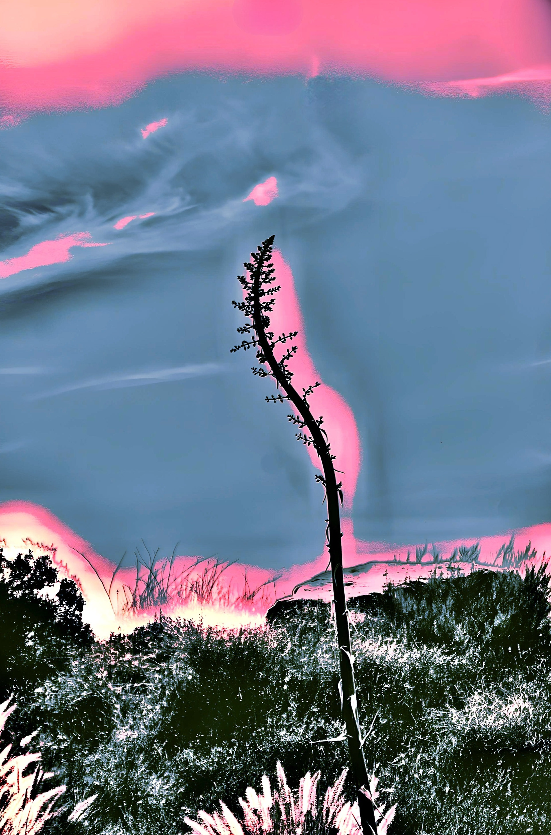 'Agave Pose (ii)'