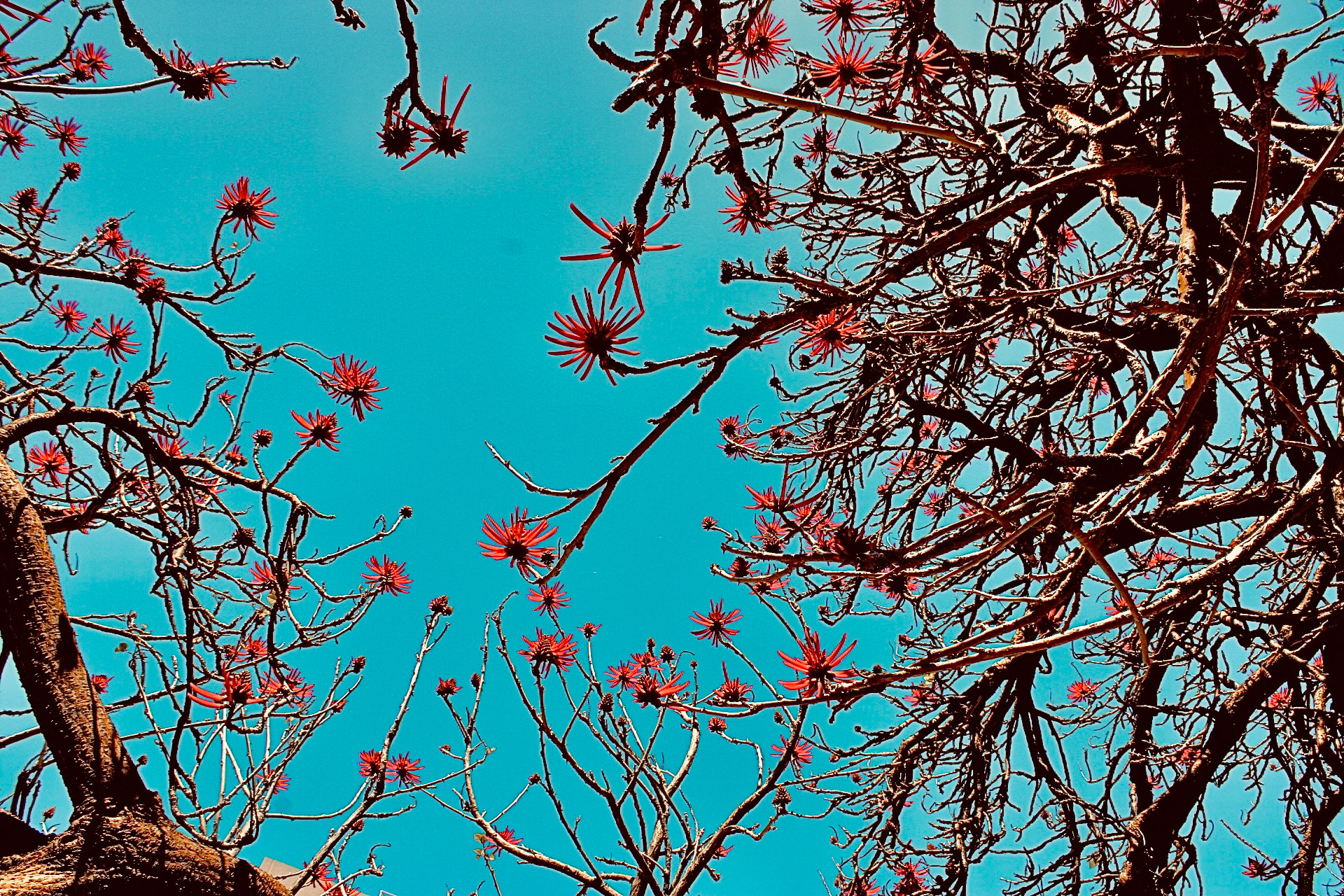 Common Coral Tree, (UCLA, 2024) ii