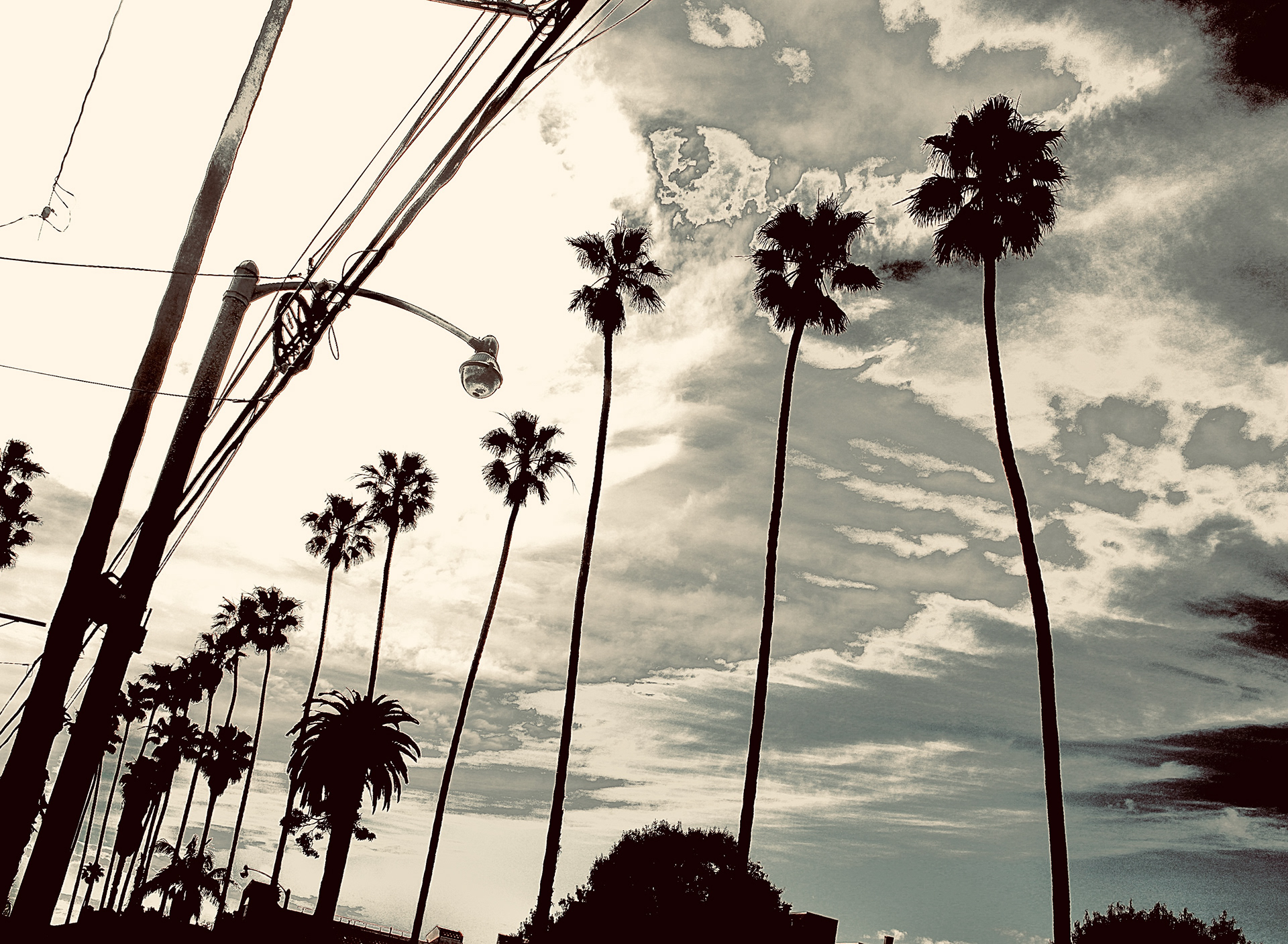 Pico - Kingdom of Palms