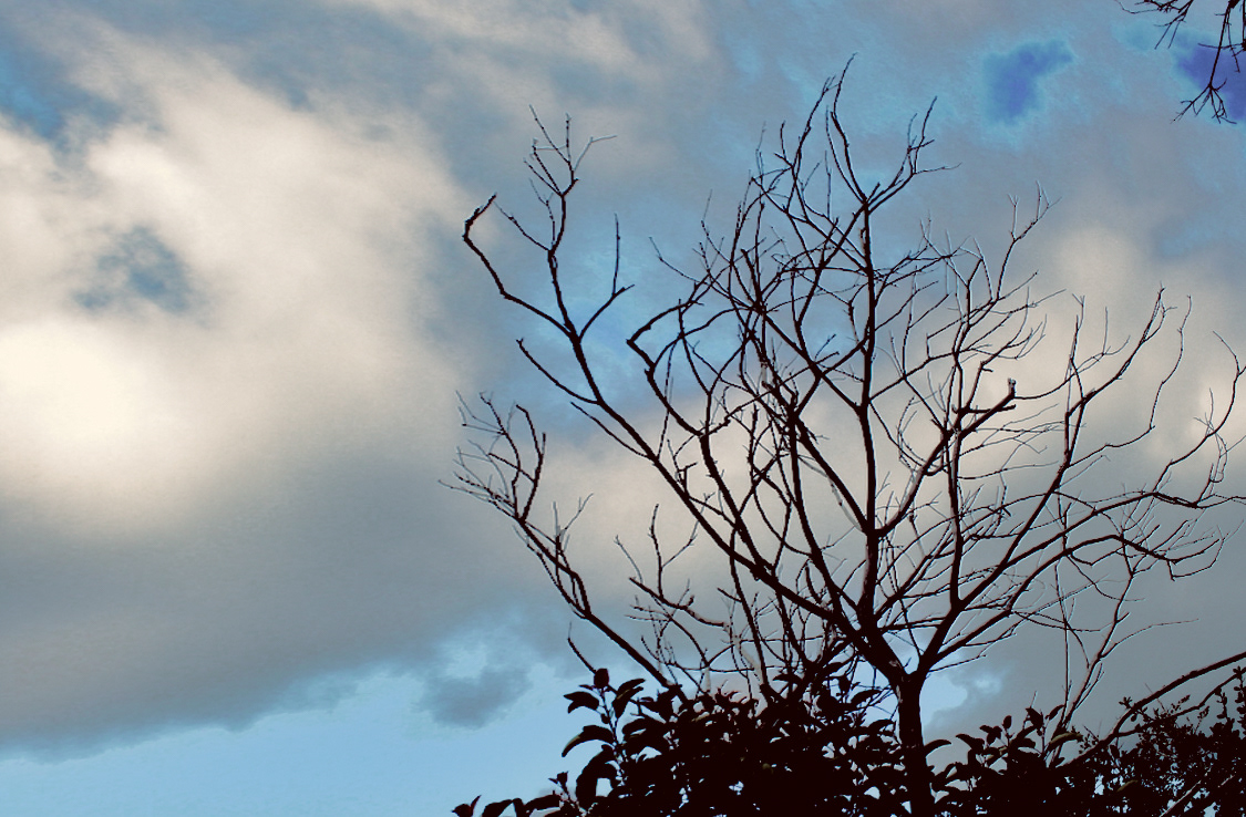 Tree & Sky (ii) - Calabasas