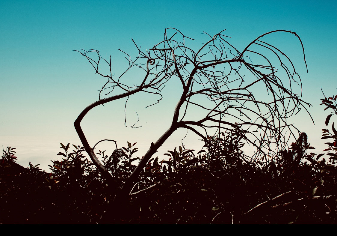 Tree & Sky (vii) - Calabasas