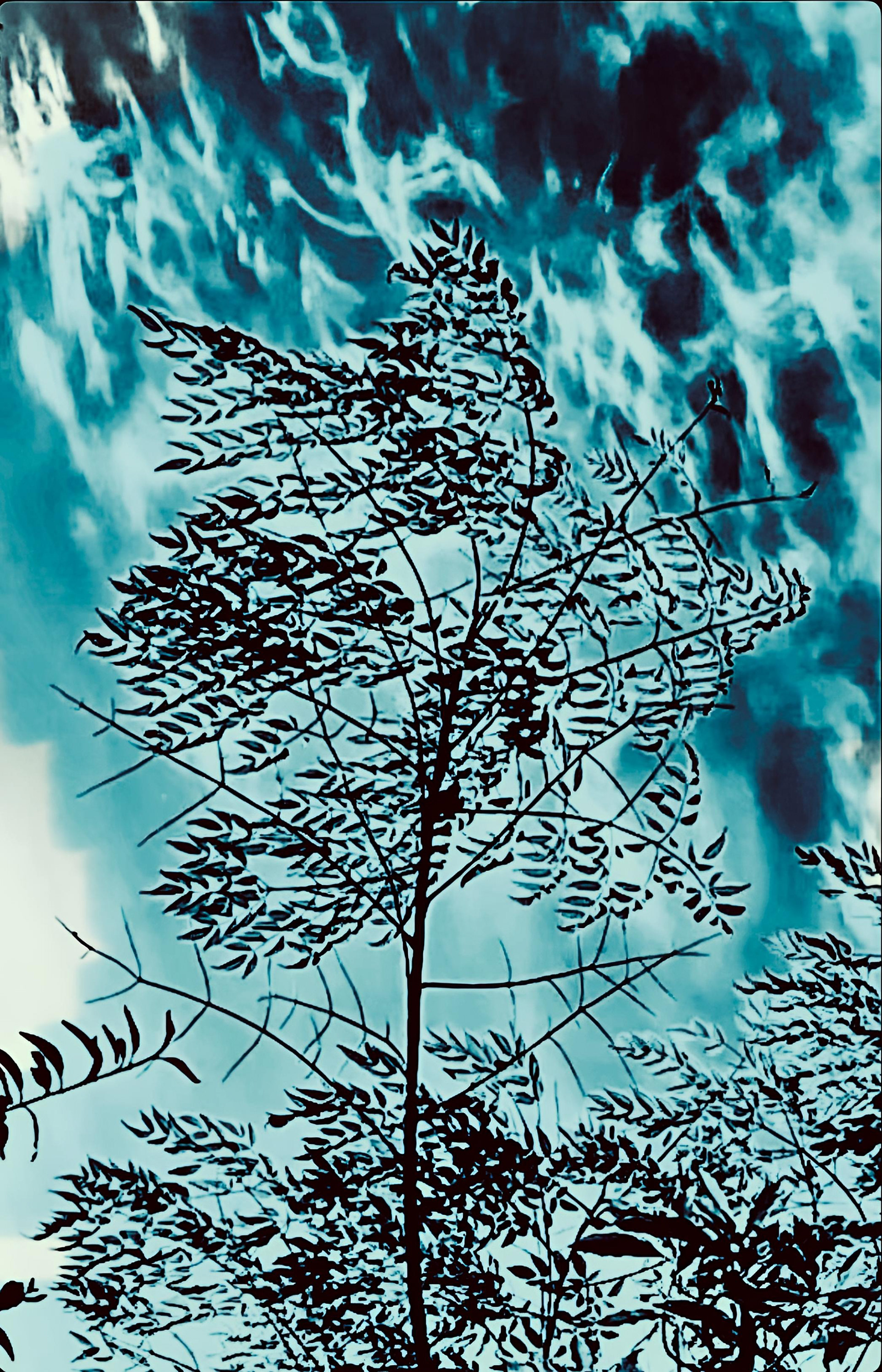 Morning Expression - 4
