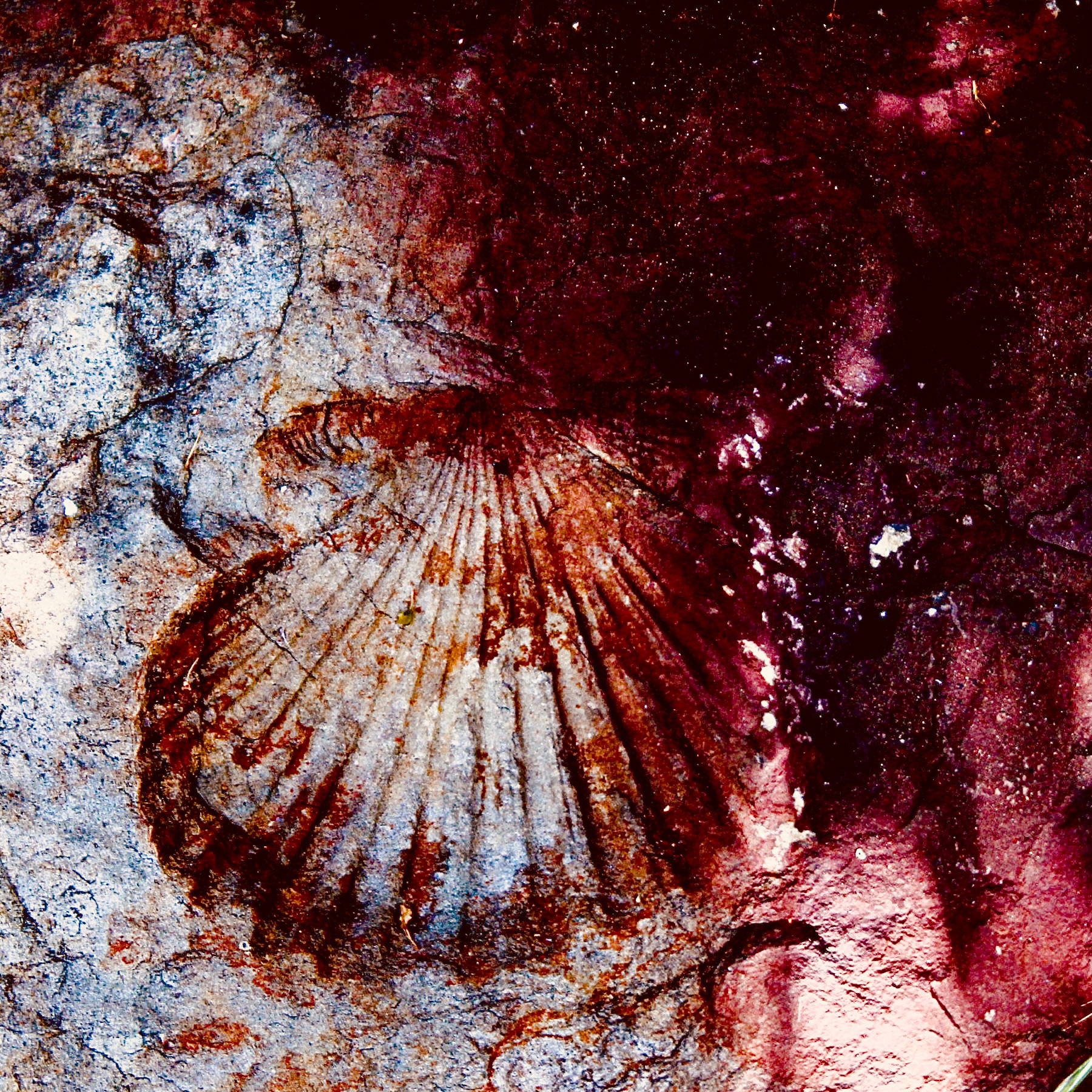 Fossil detail - Calabasas