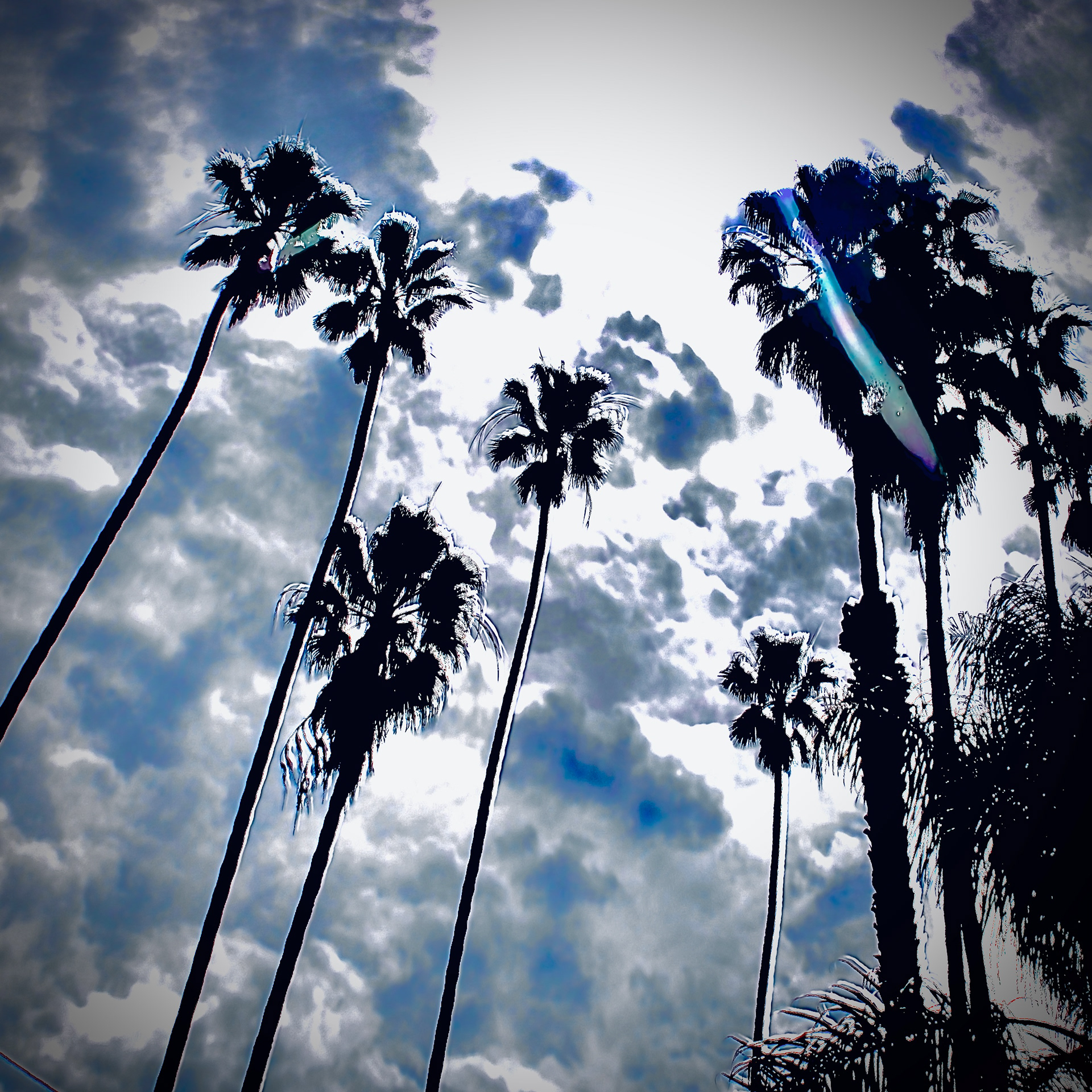 SM - Kingdom of Palms