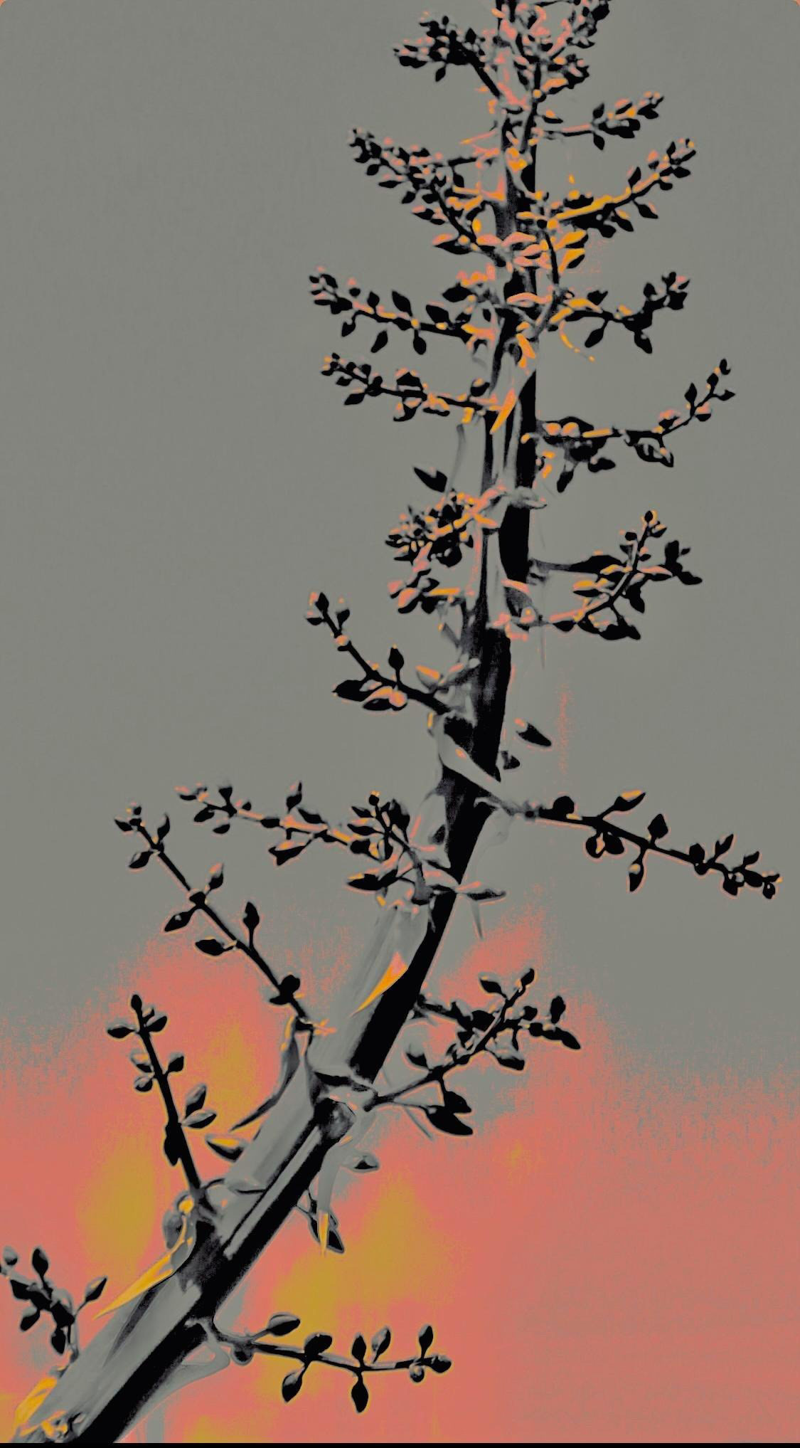 'Agave Detail (iv)'