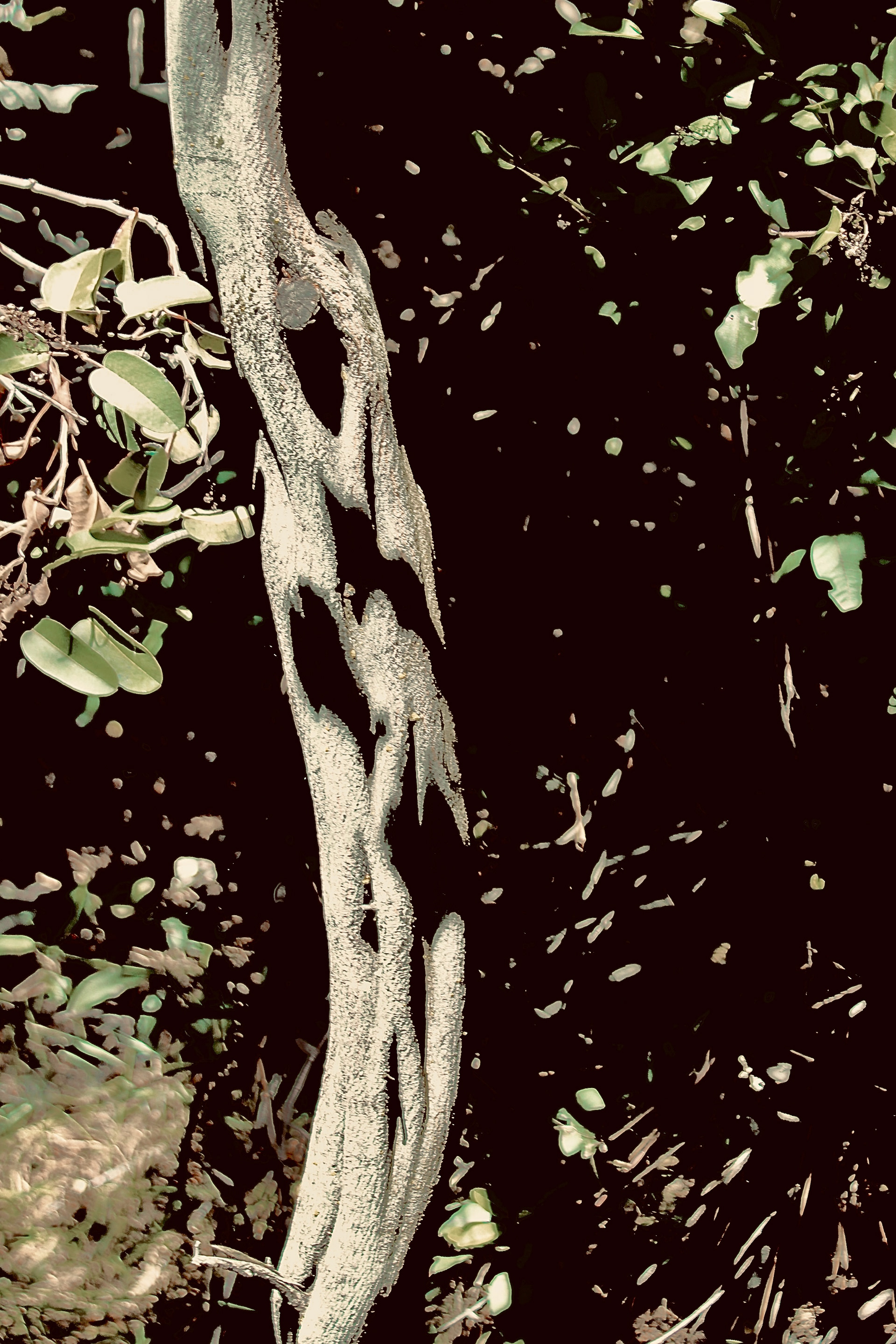 Tree Detail (iv) - Calabasas