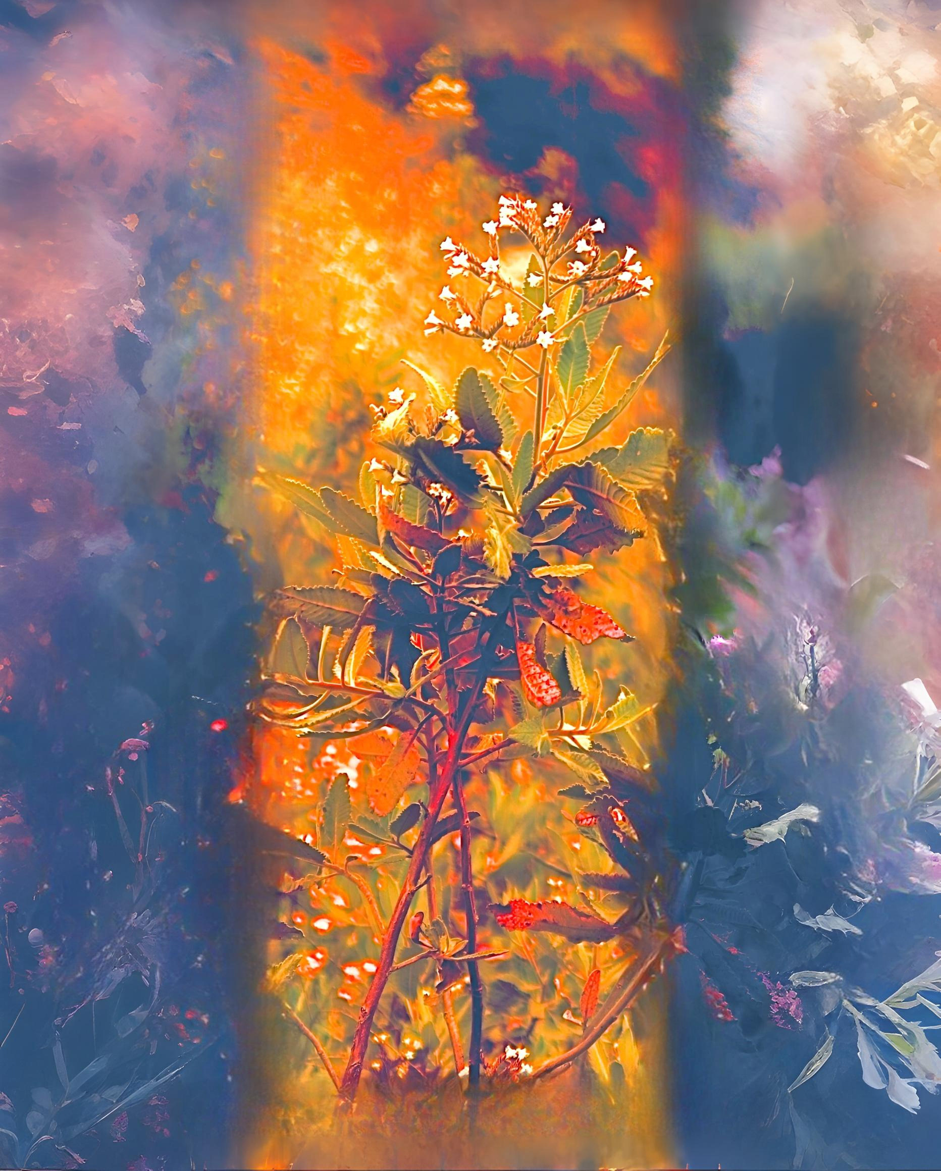 'Heliotrope (orange)'