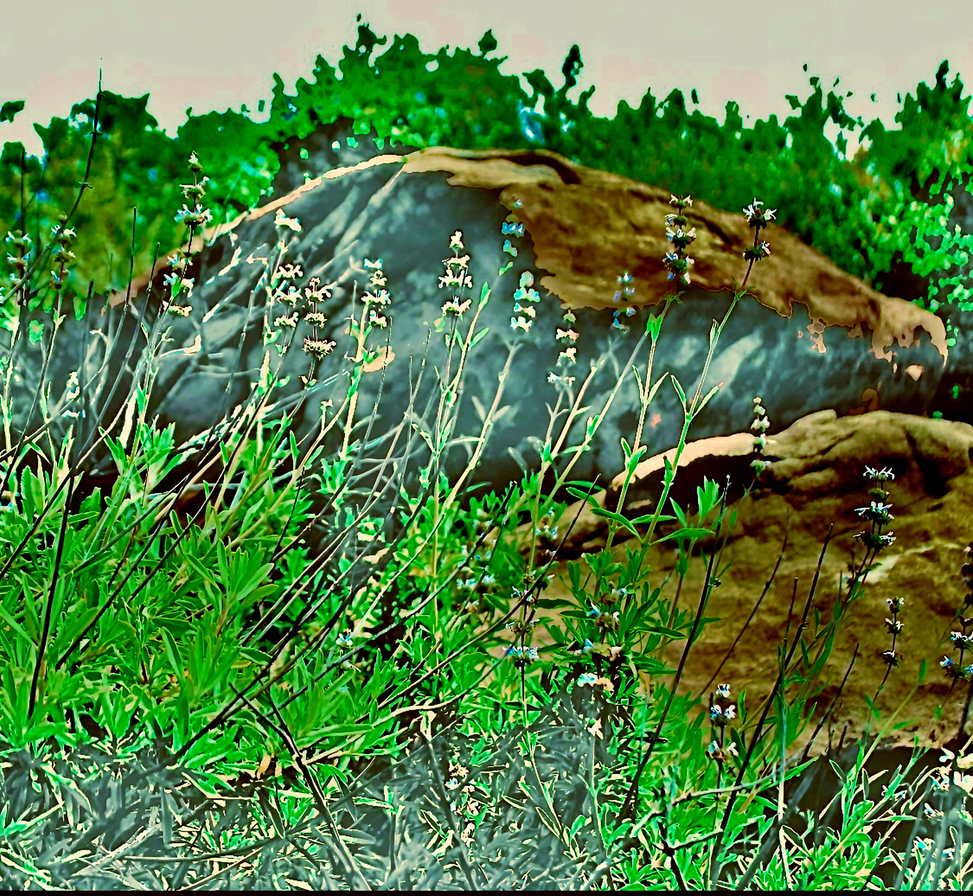 'Rocky Peak - Garden (iv)'