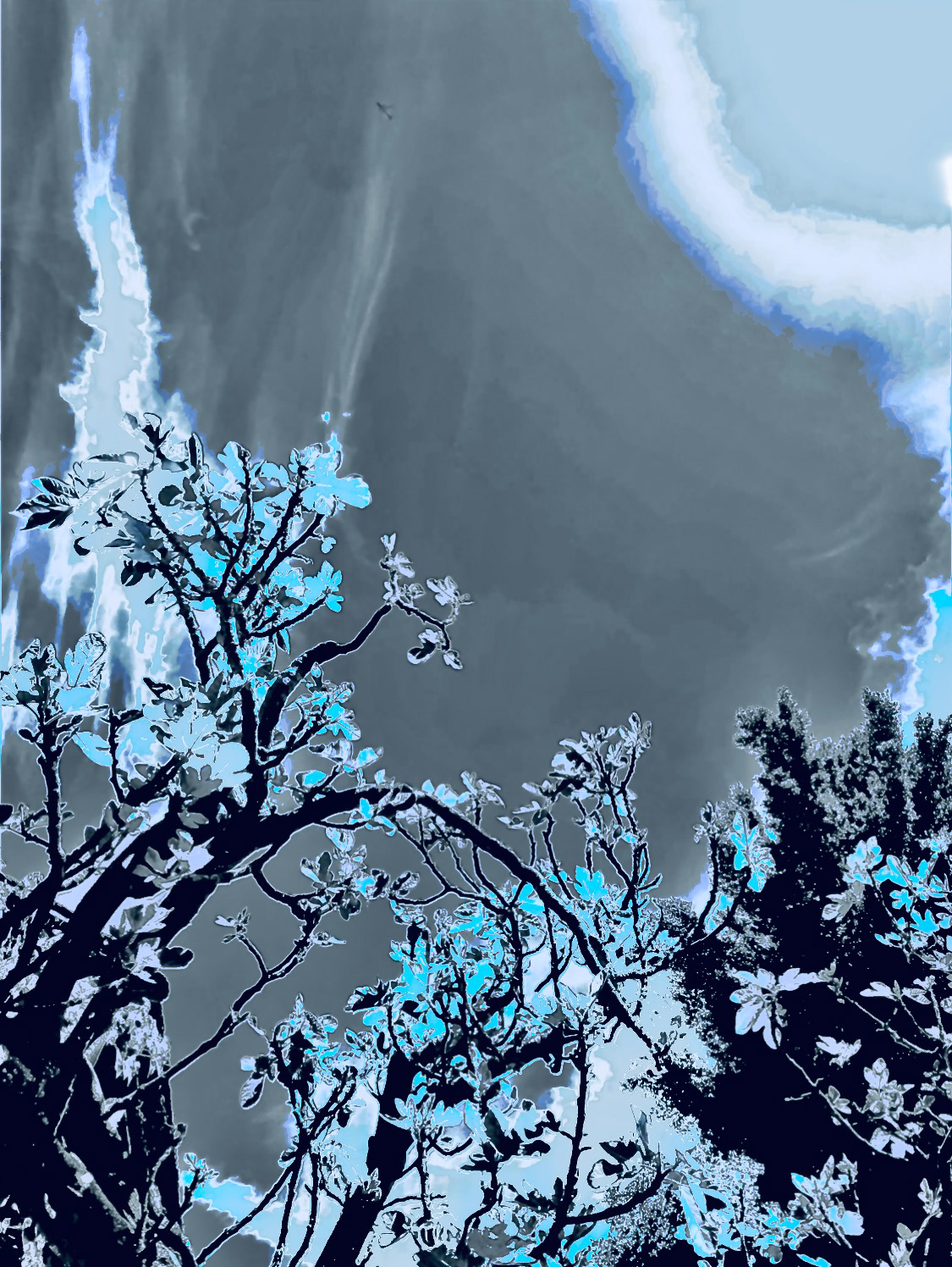 Fig & Spring Sky (IV)