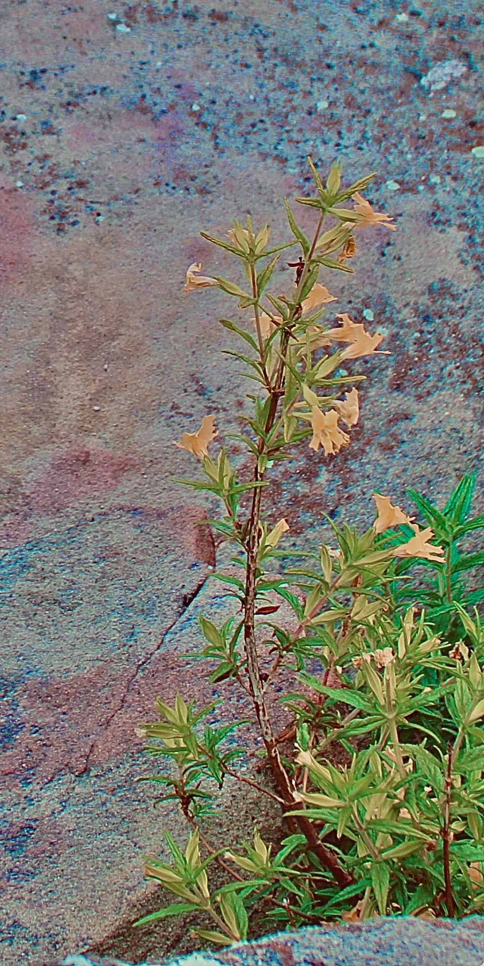 'Monkey Flower' (i)