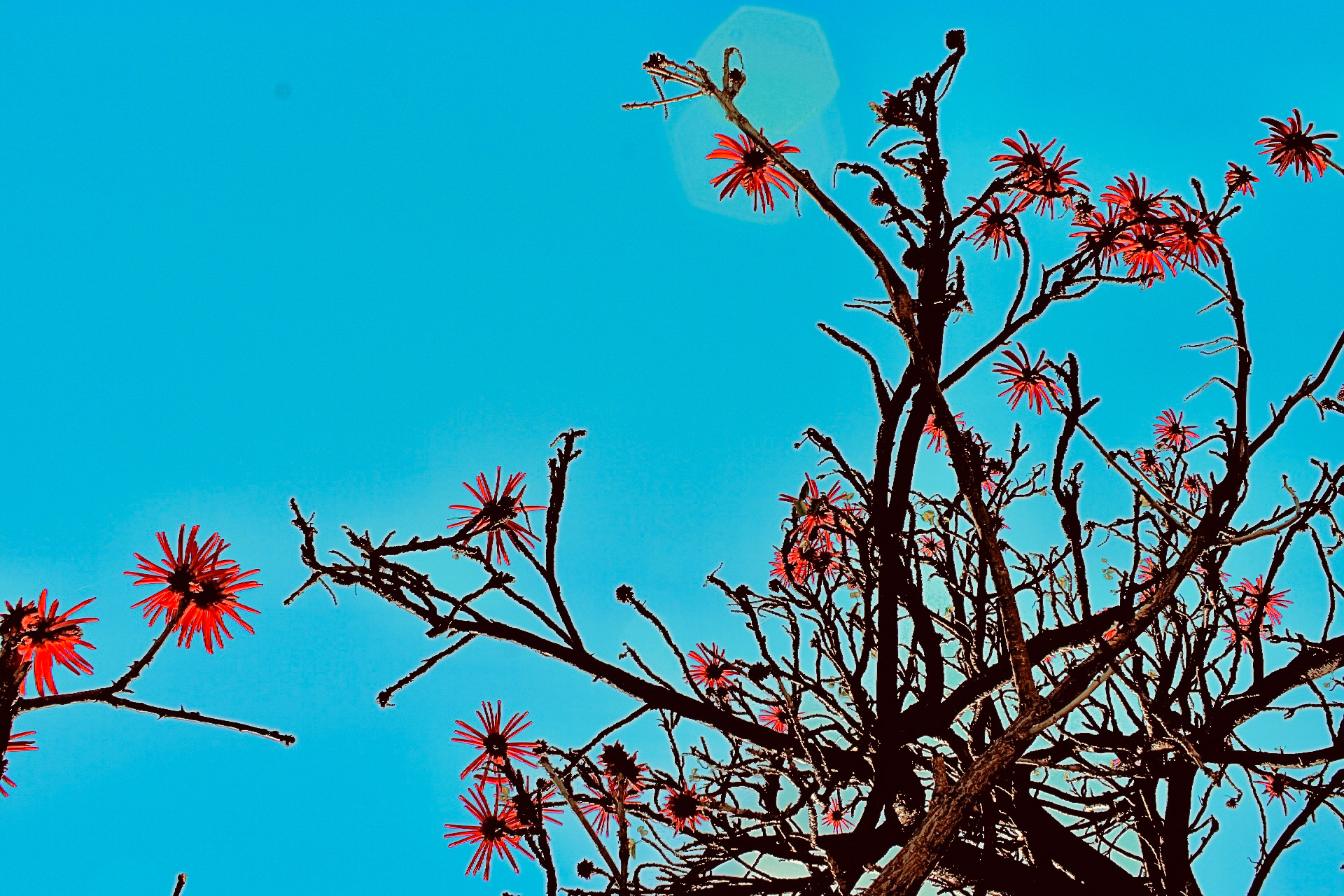 Common Coral Tree, (UCLA, 2024) iii
