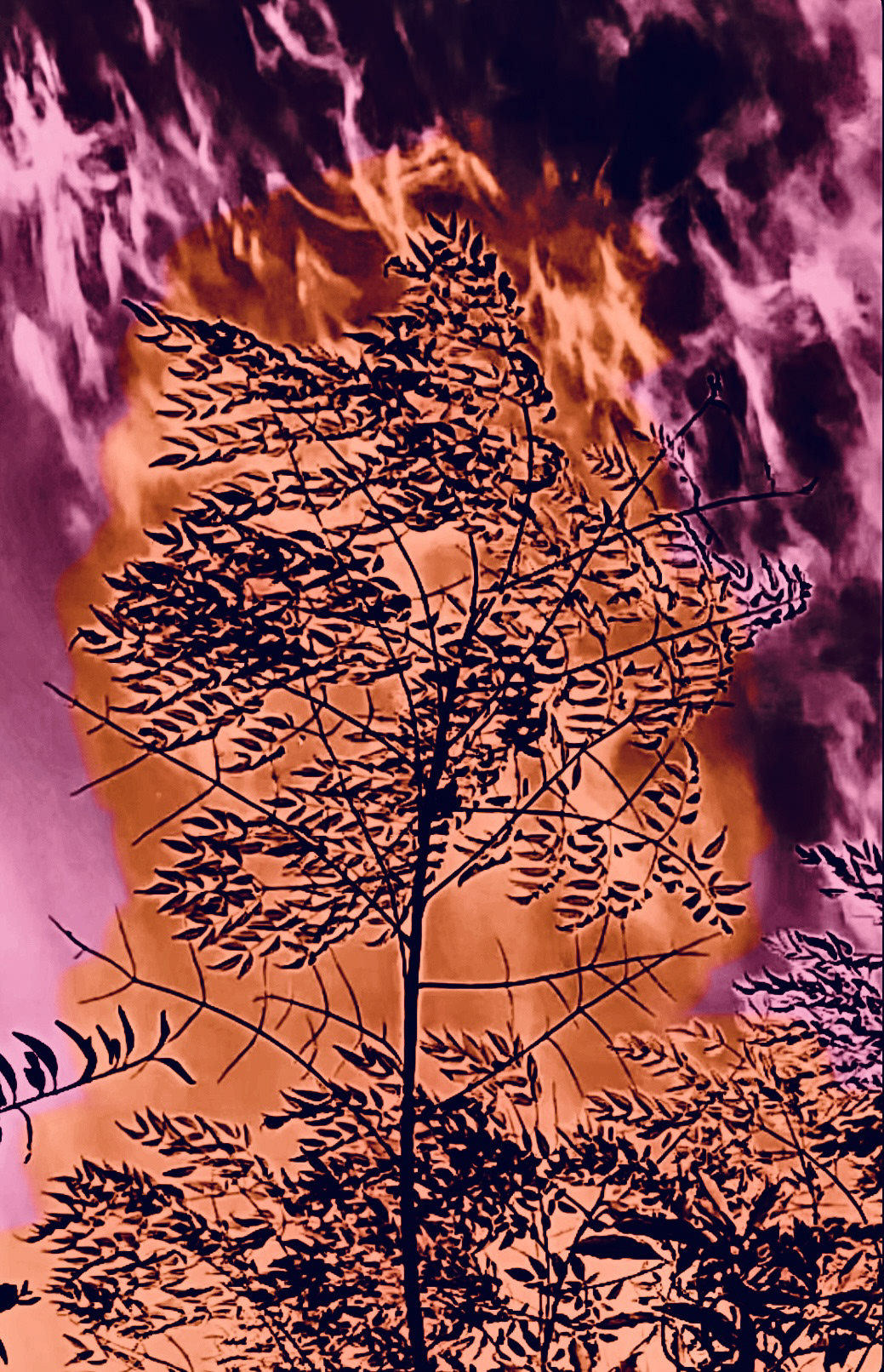 Morning Expression - 6