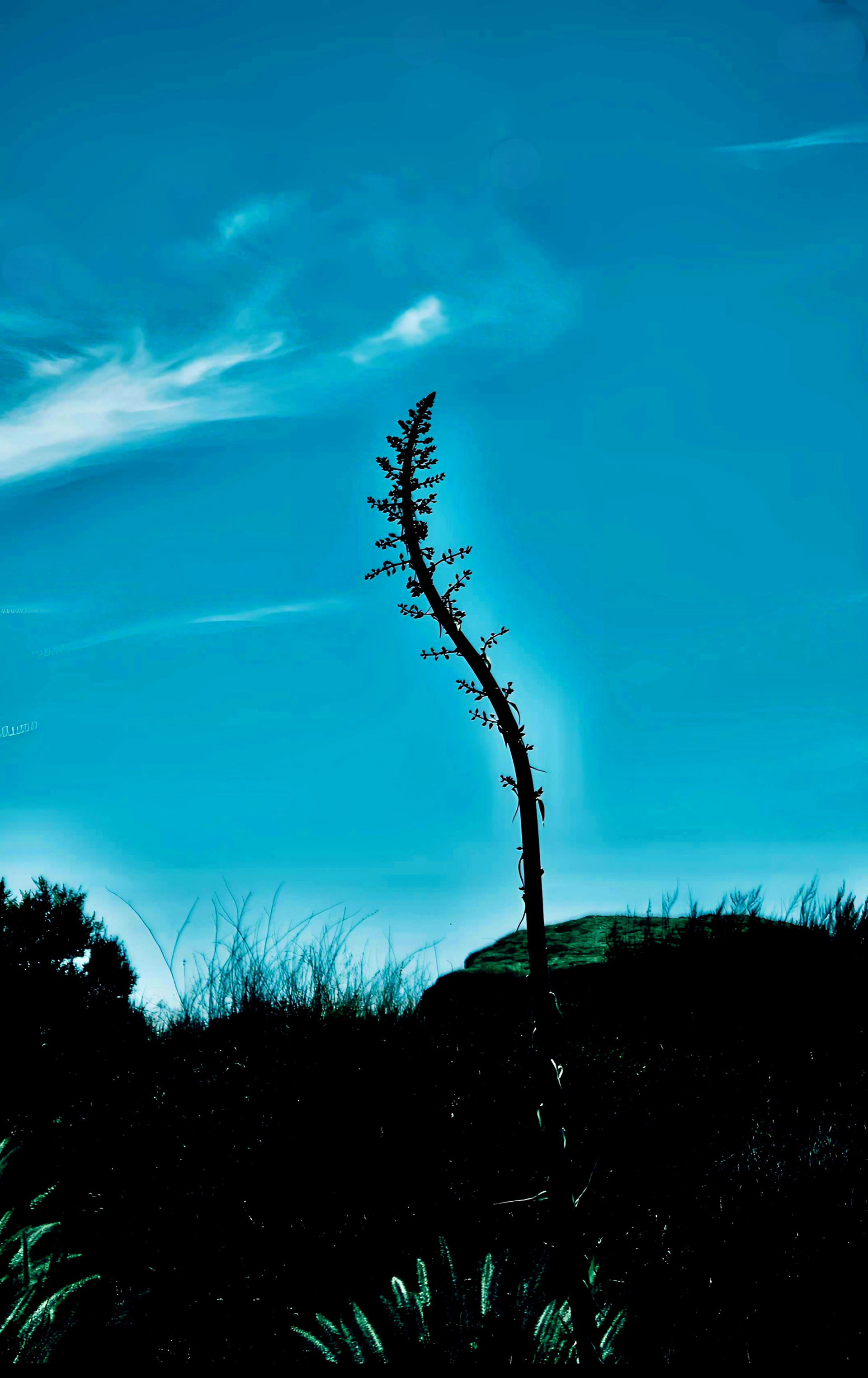 "Agave Pose (iv)'
