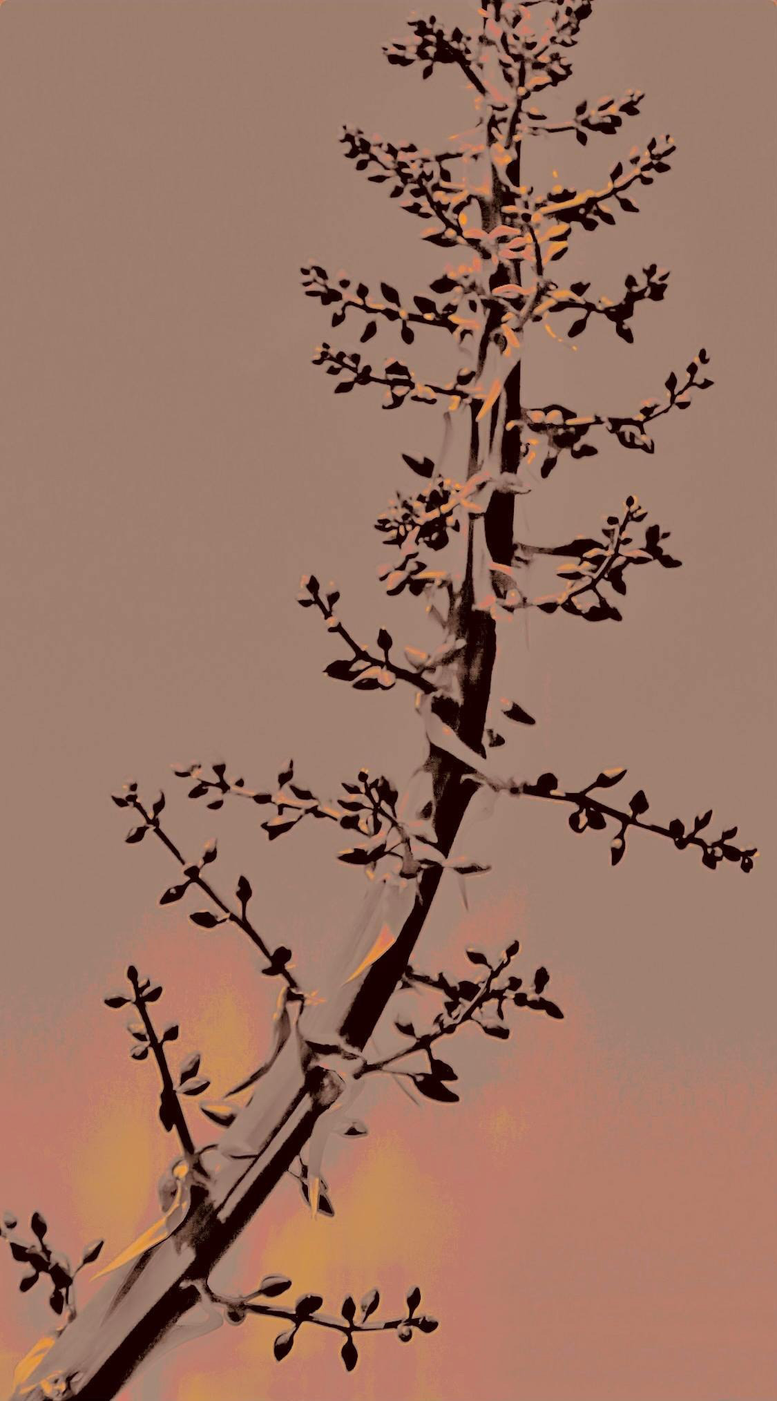 'Agave Detail (iii)'