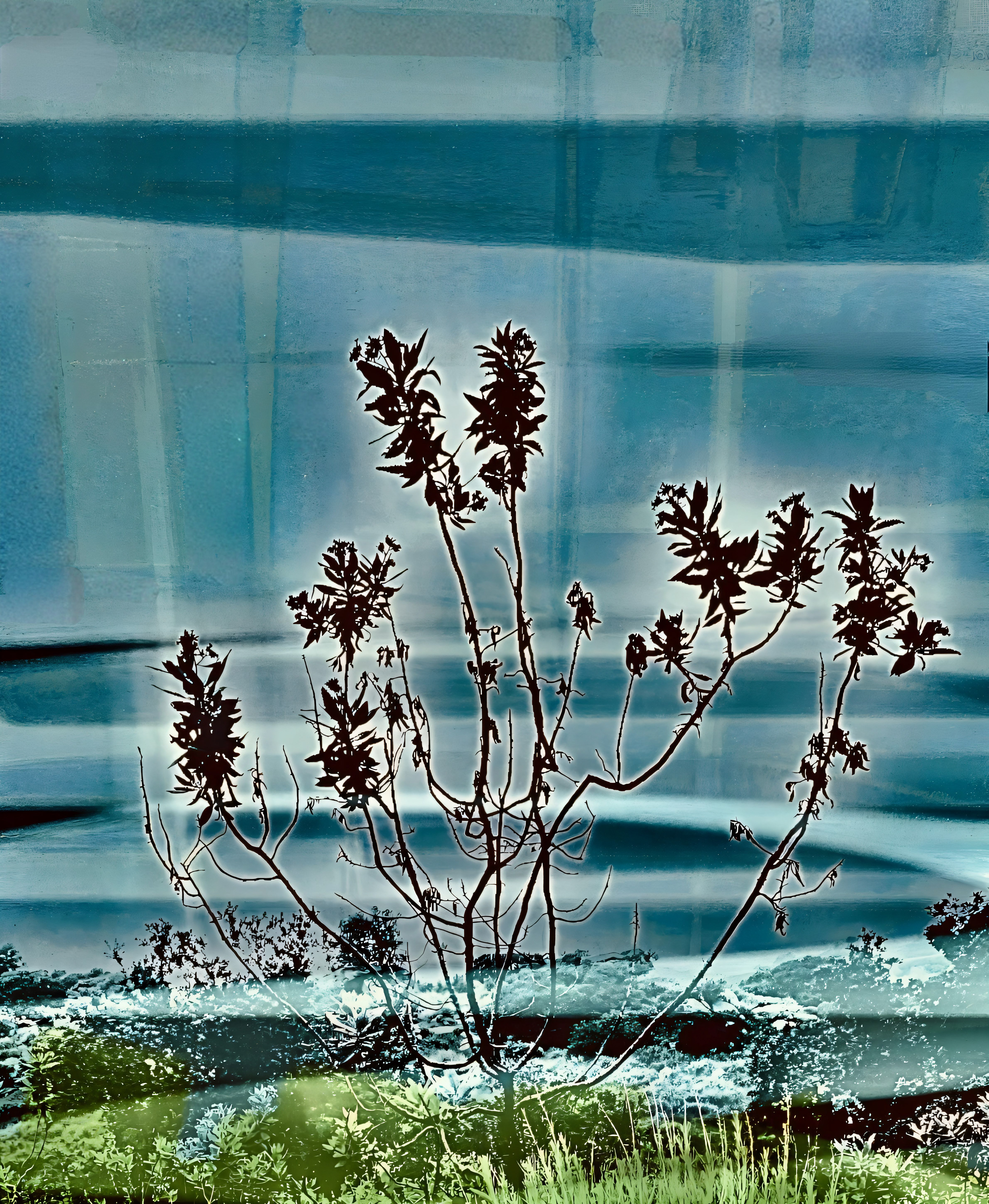 Sugar Bush study (vi)