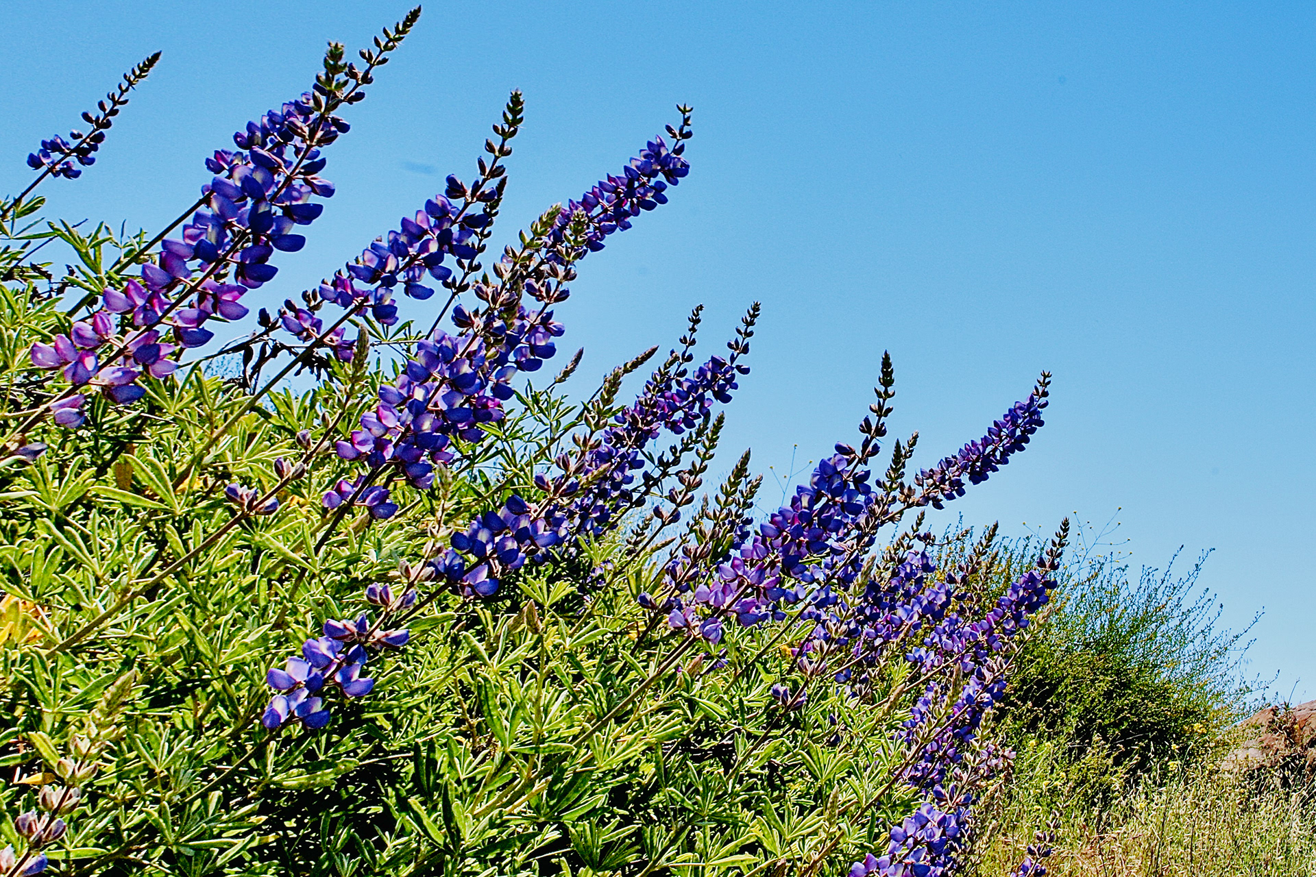 Lupins - Calabasas