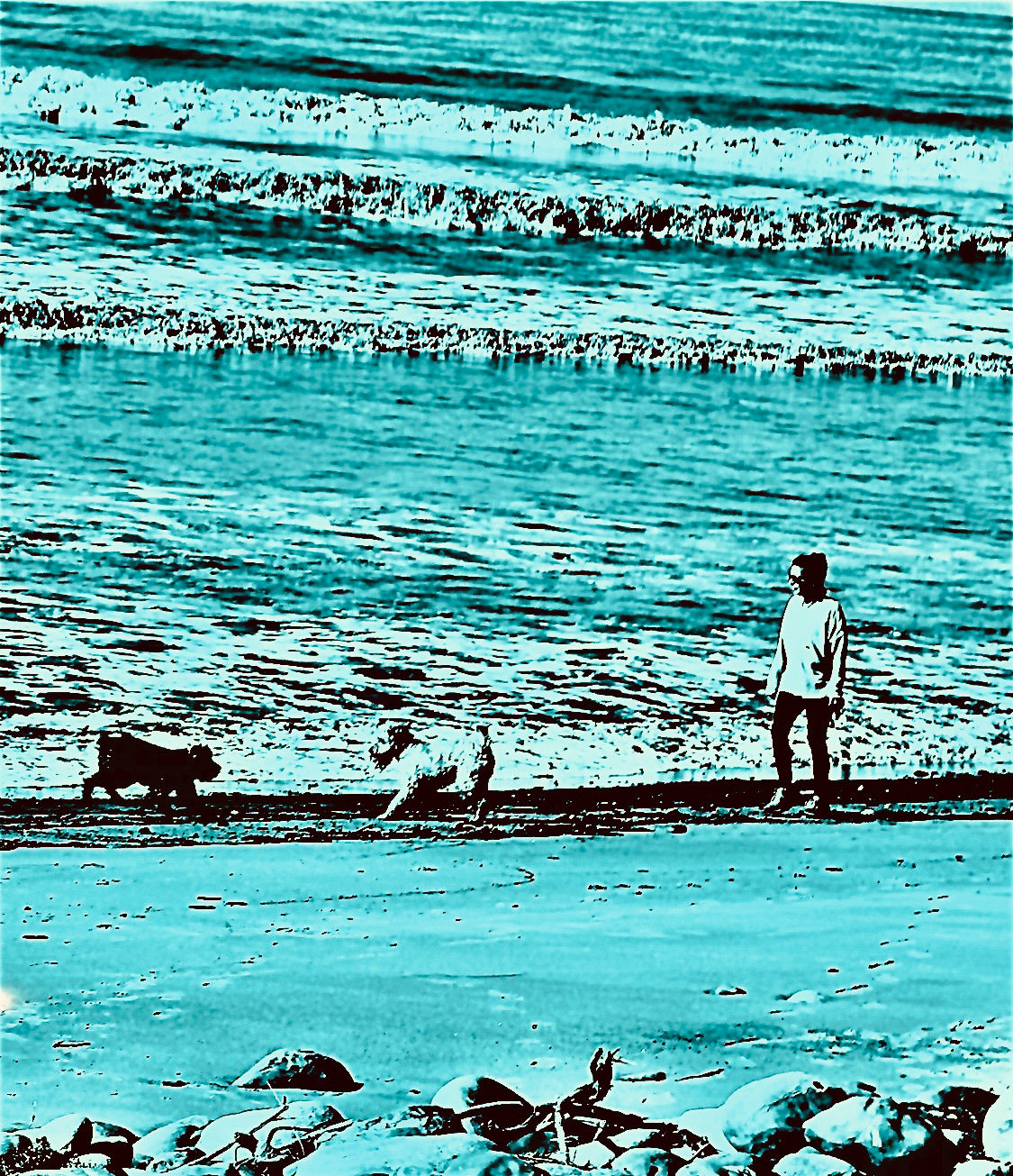Walk with Two Dogs - Ventura