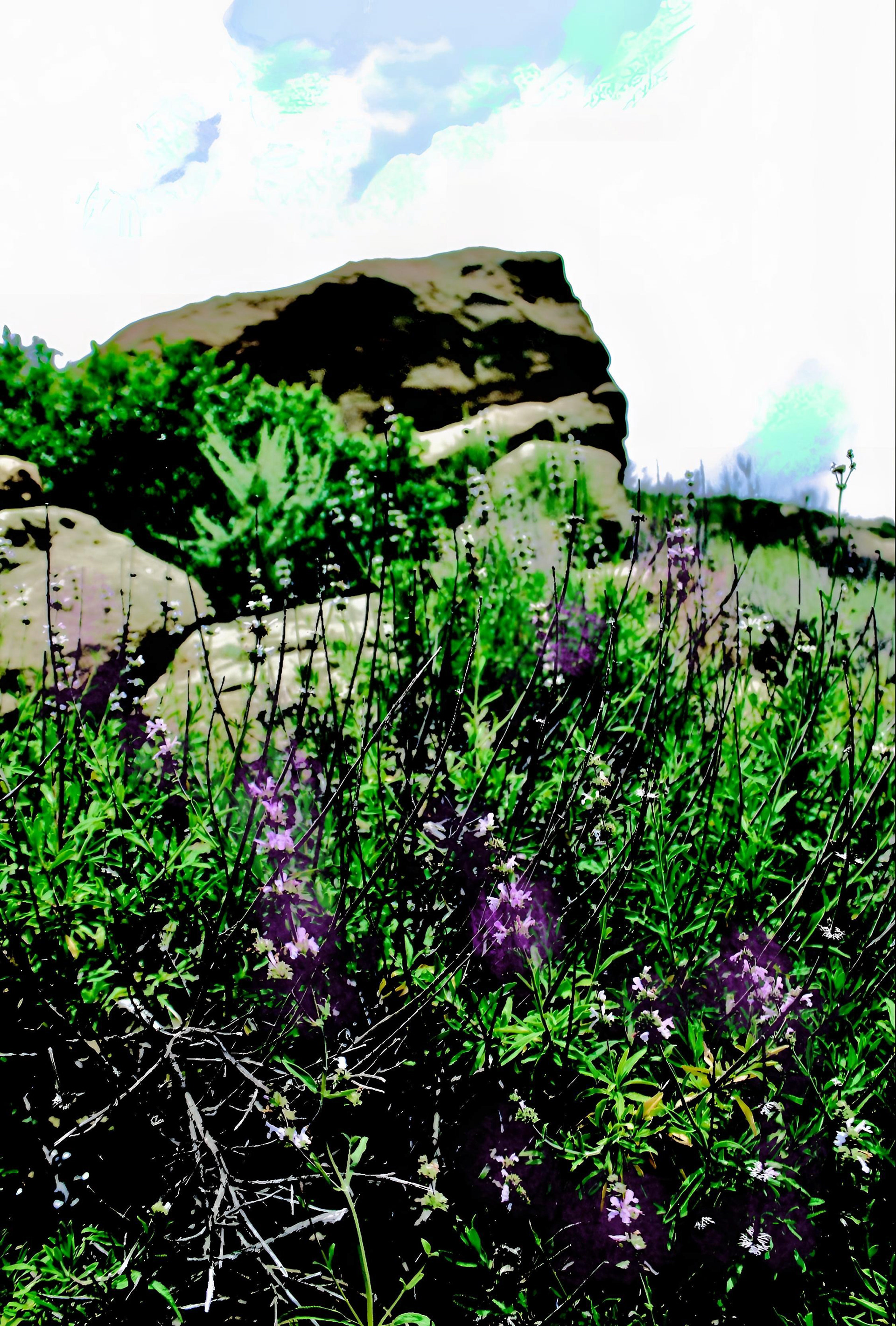 'Rocky Peak - Garden (iii)'