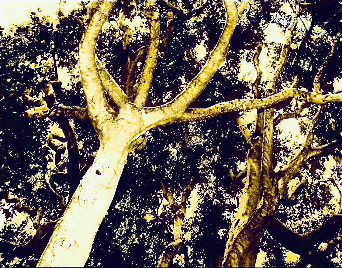 Laurel (iii)