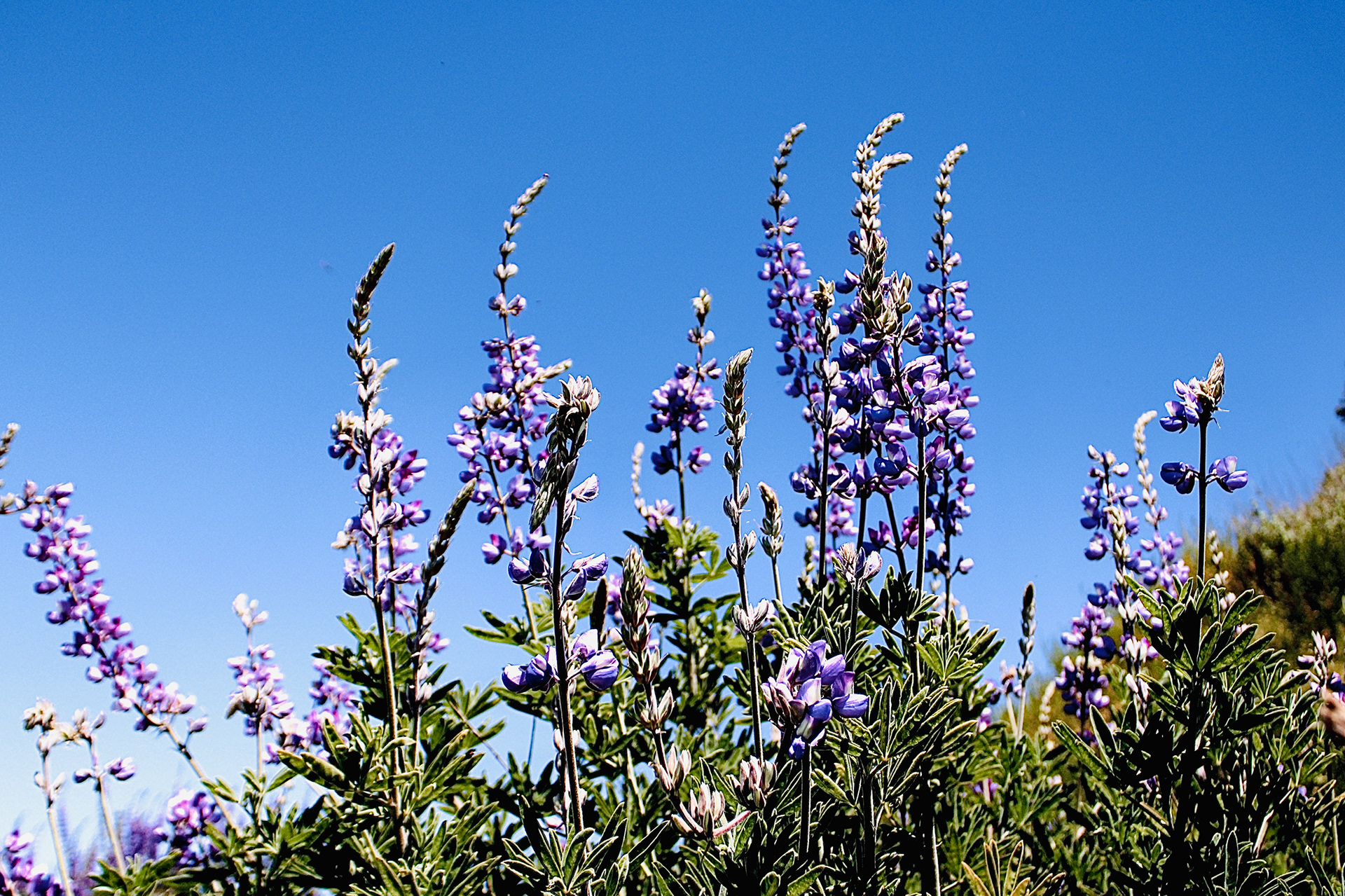 Lupins (ii) - Calabasas