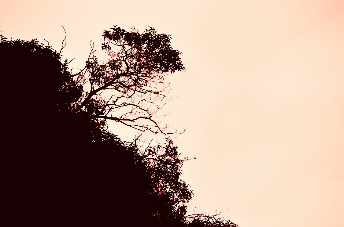 Tree Outrop (sepia) - Calabasas