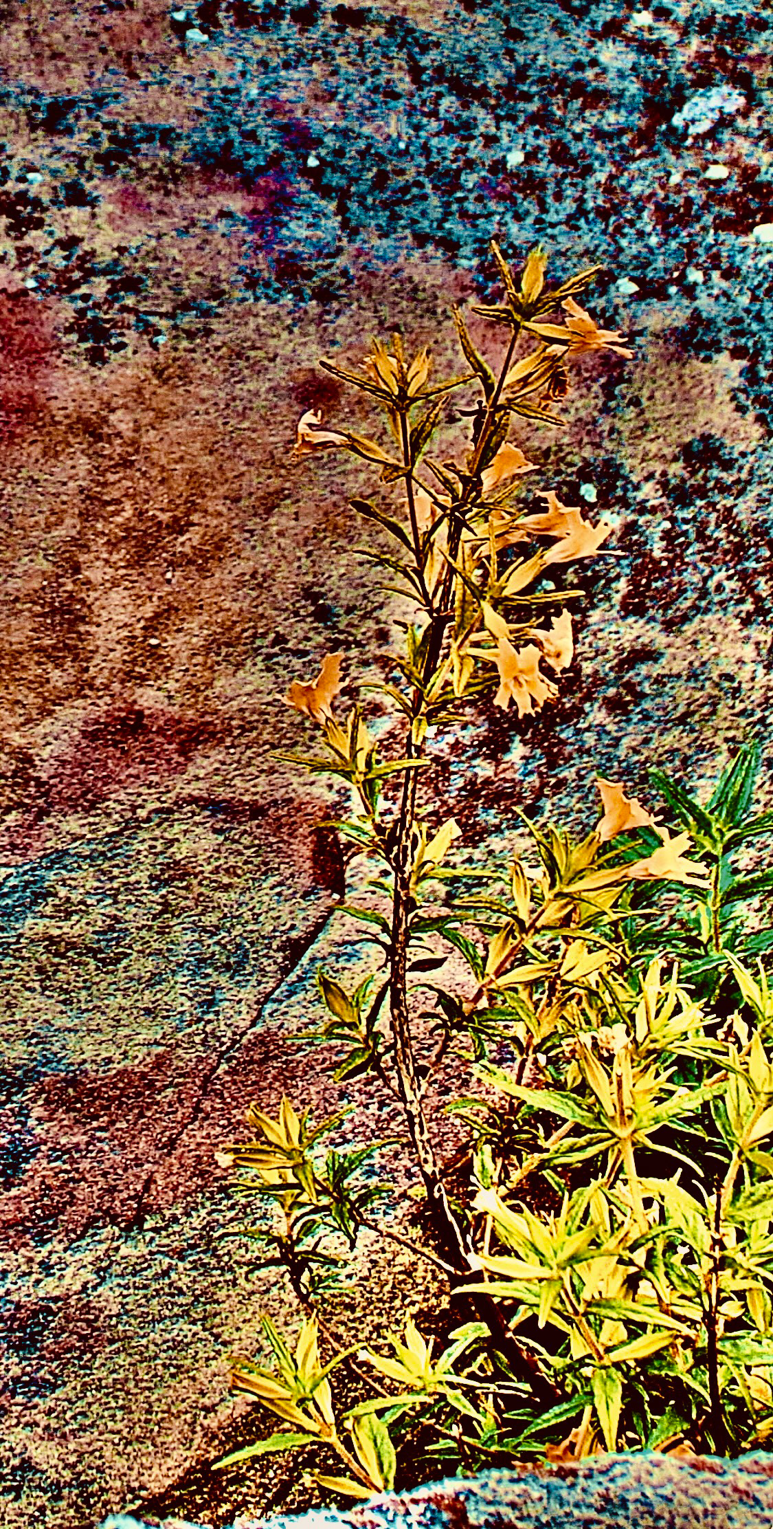'Monkey Flower' (iv)