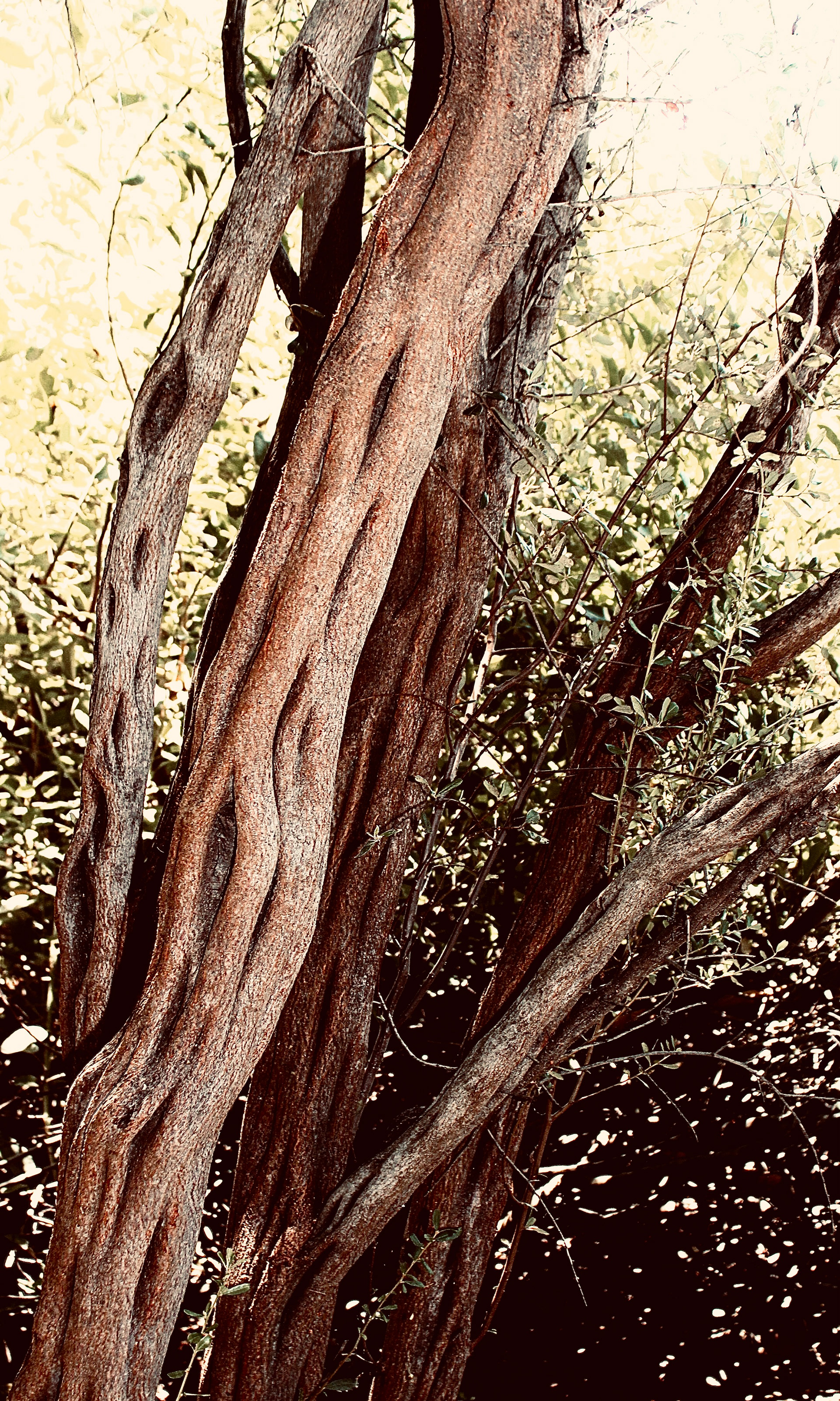 Tree Detail (ii) - Calabasas