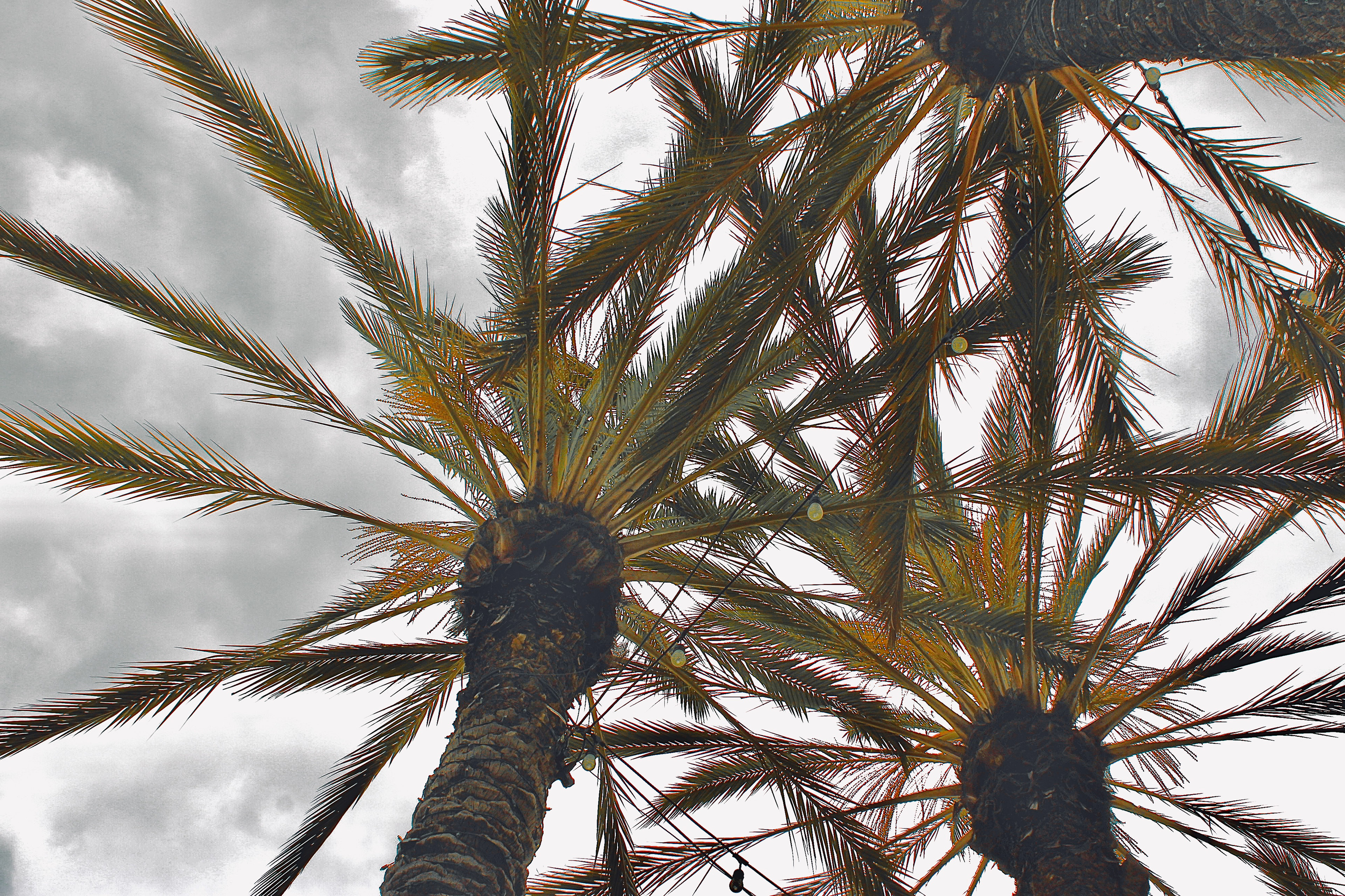 Cafe Palms (ii)