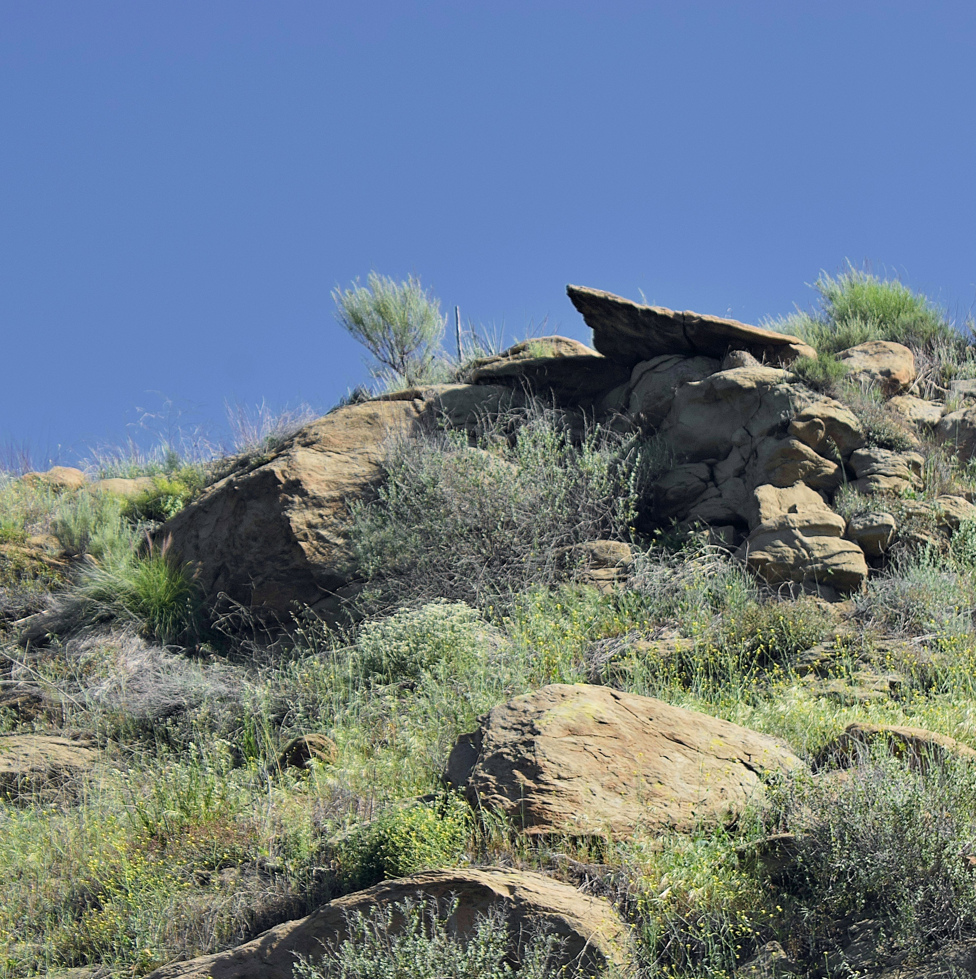 Outcrop, Santa Susana Trail  (i)