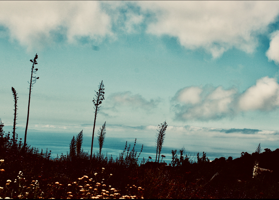 Yucca & Sky (iii) - Calabasas