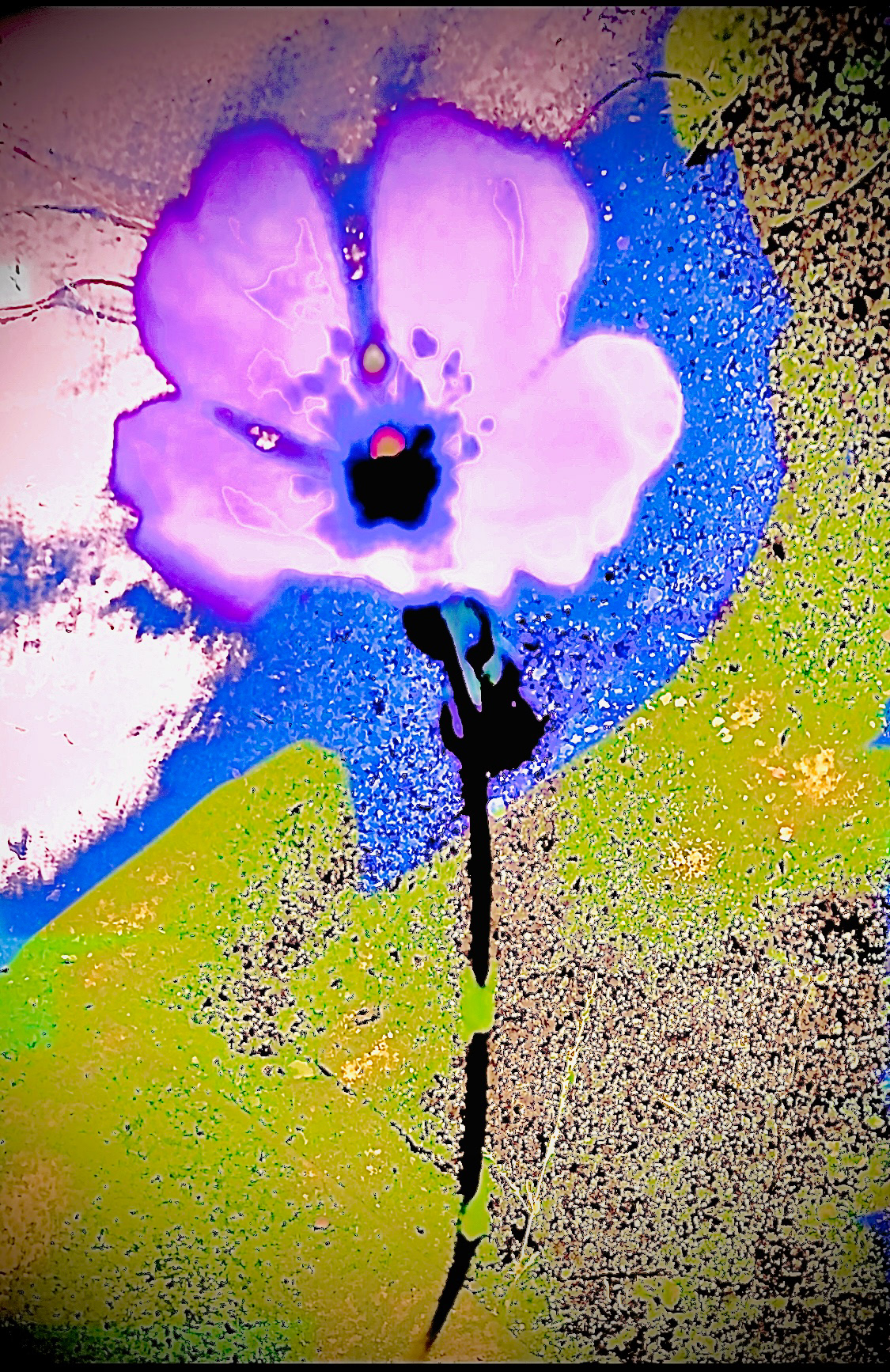 Desert Bloom (i)