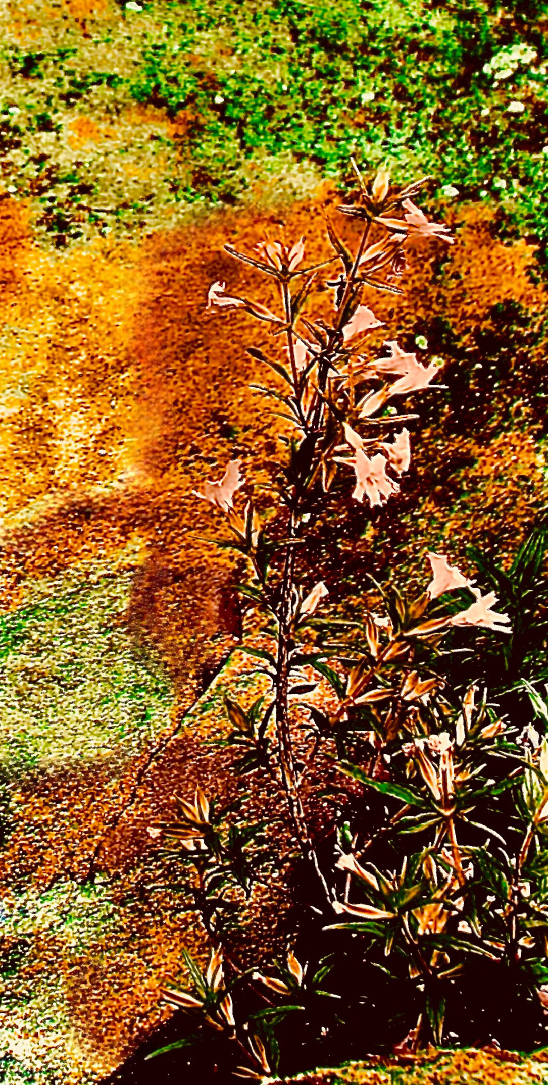 'Monkey Flower' (iii)