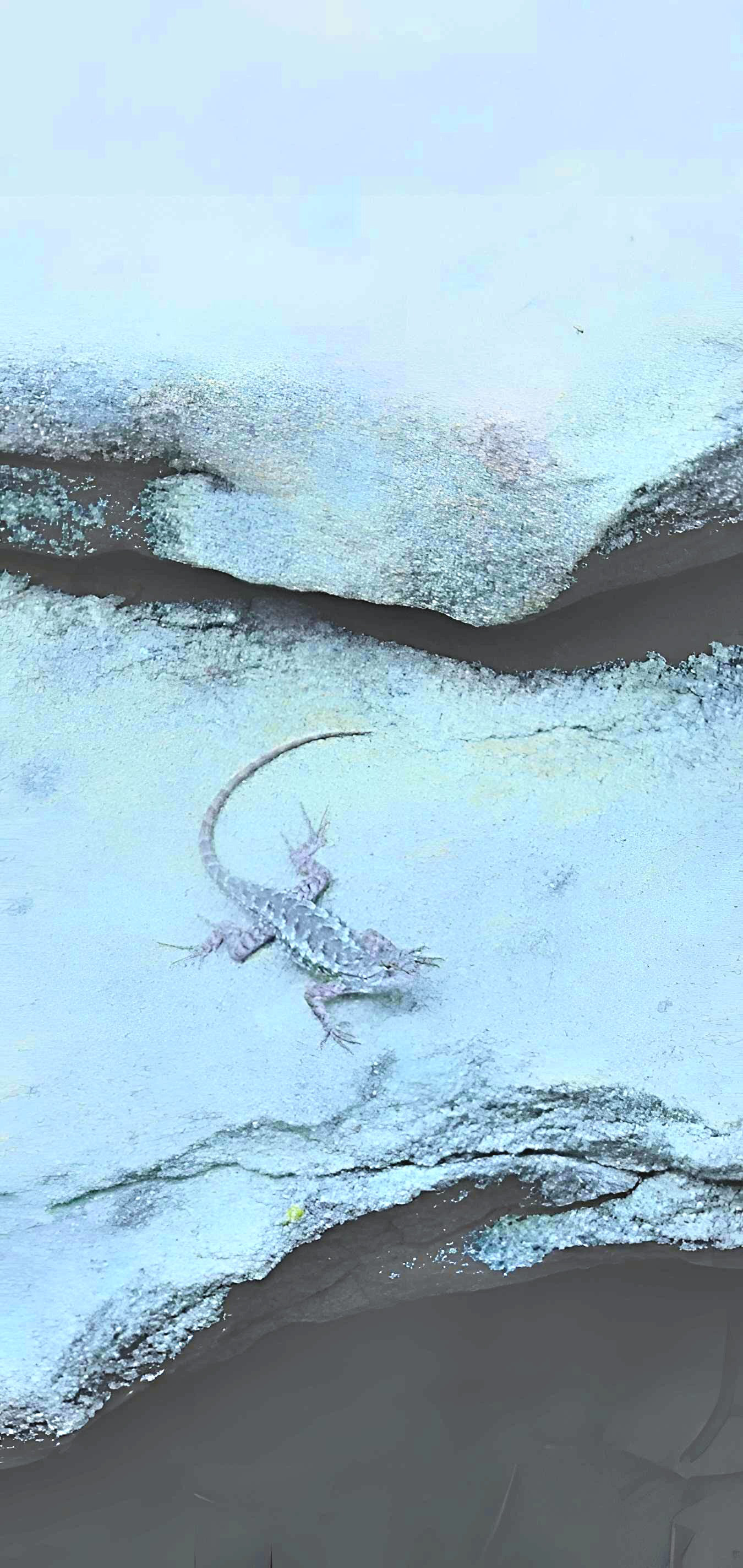 'Lizard Rock (iii)'