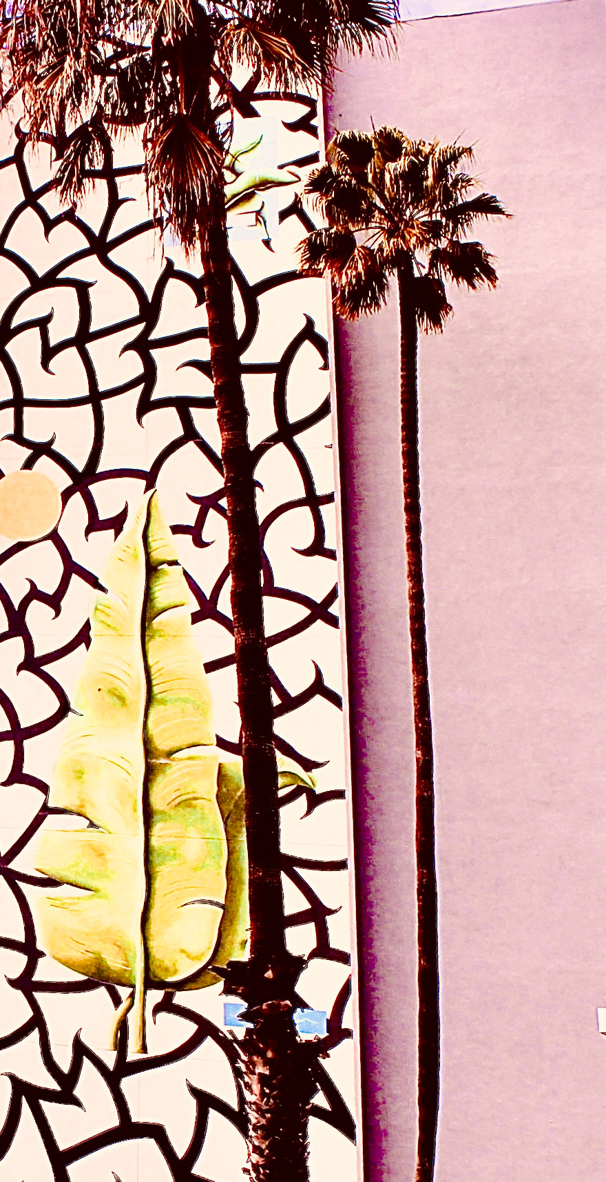 Pico - Palms + Design