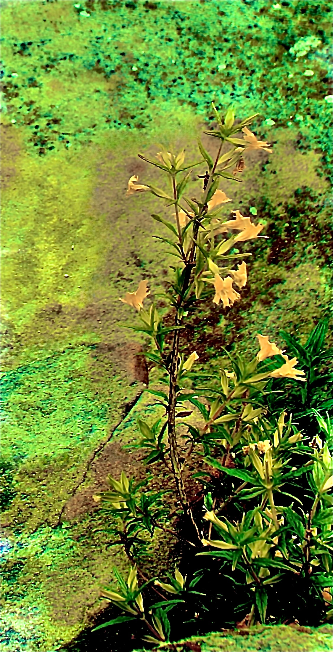 'Monkey Flower' (ii)