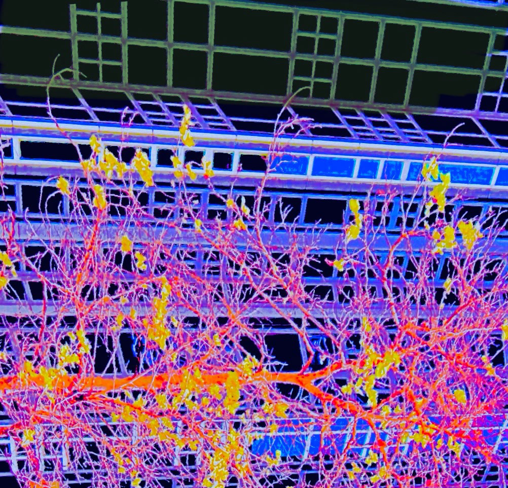 Arbor Vectors (i)