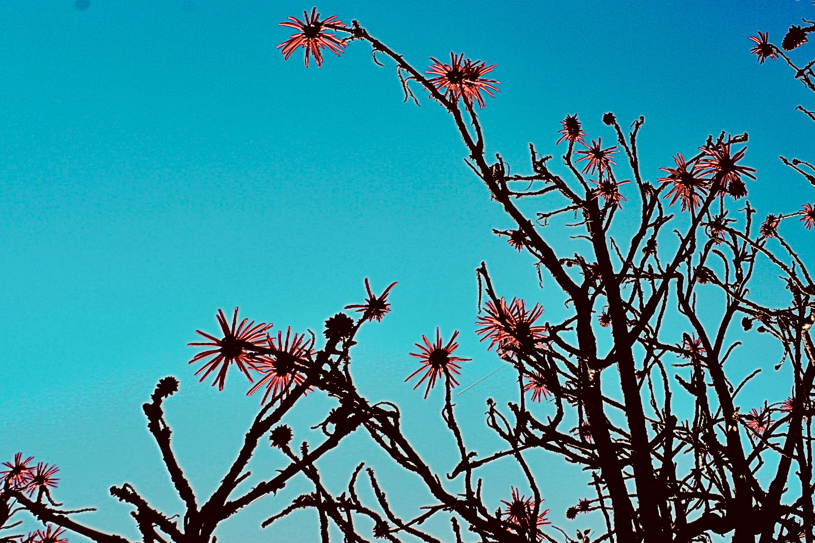 Common Coral Tree, (UCLA, 2024) i