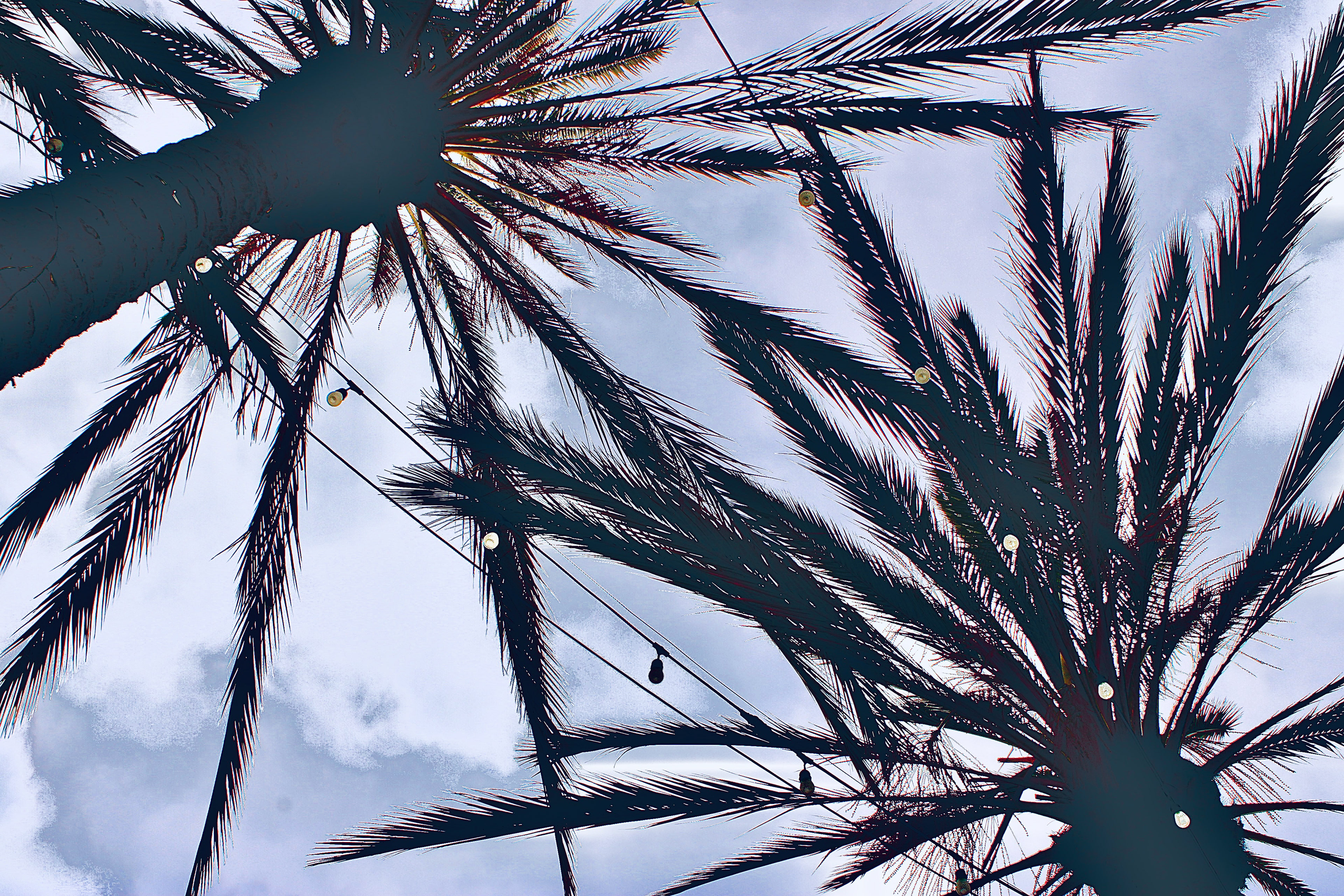 Cafe Palms (iii)