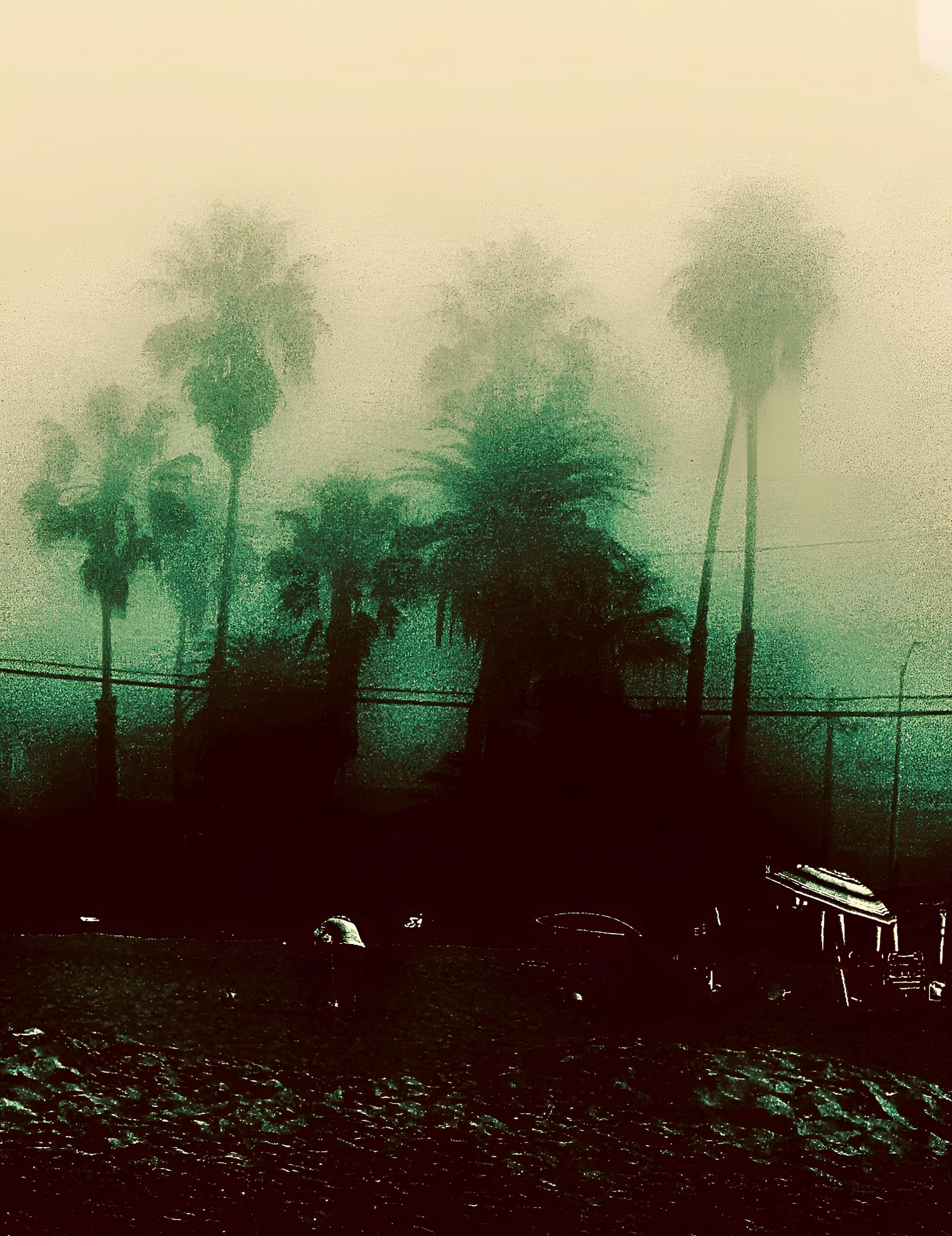 Kingdom of Palms (i-iv)