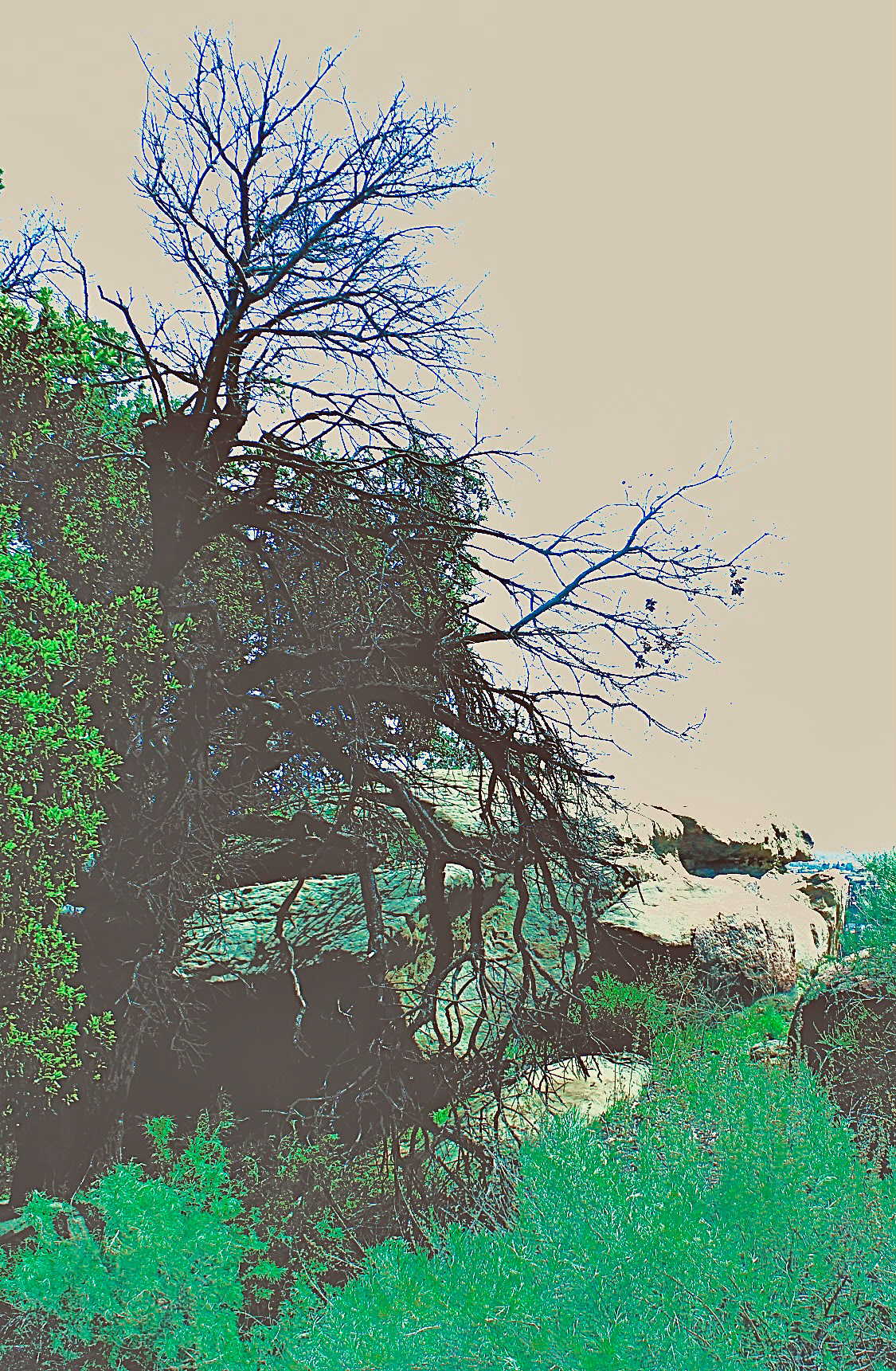 'Garden of the Gods' (i)