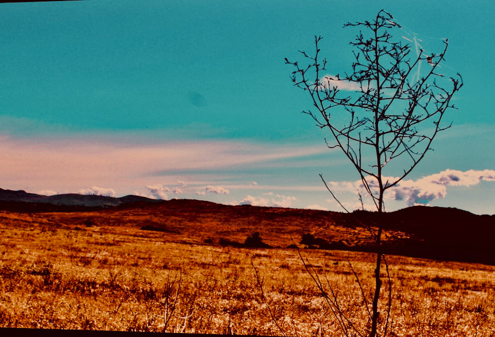 WW - Vista + Tree