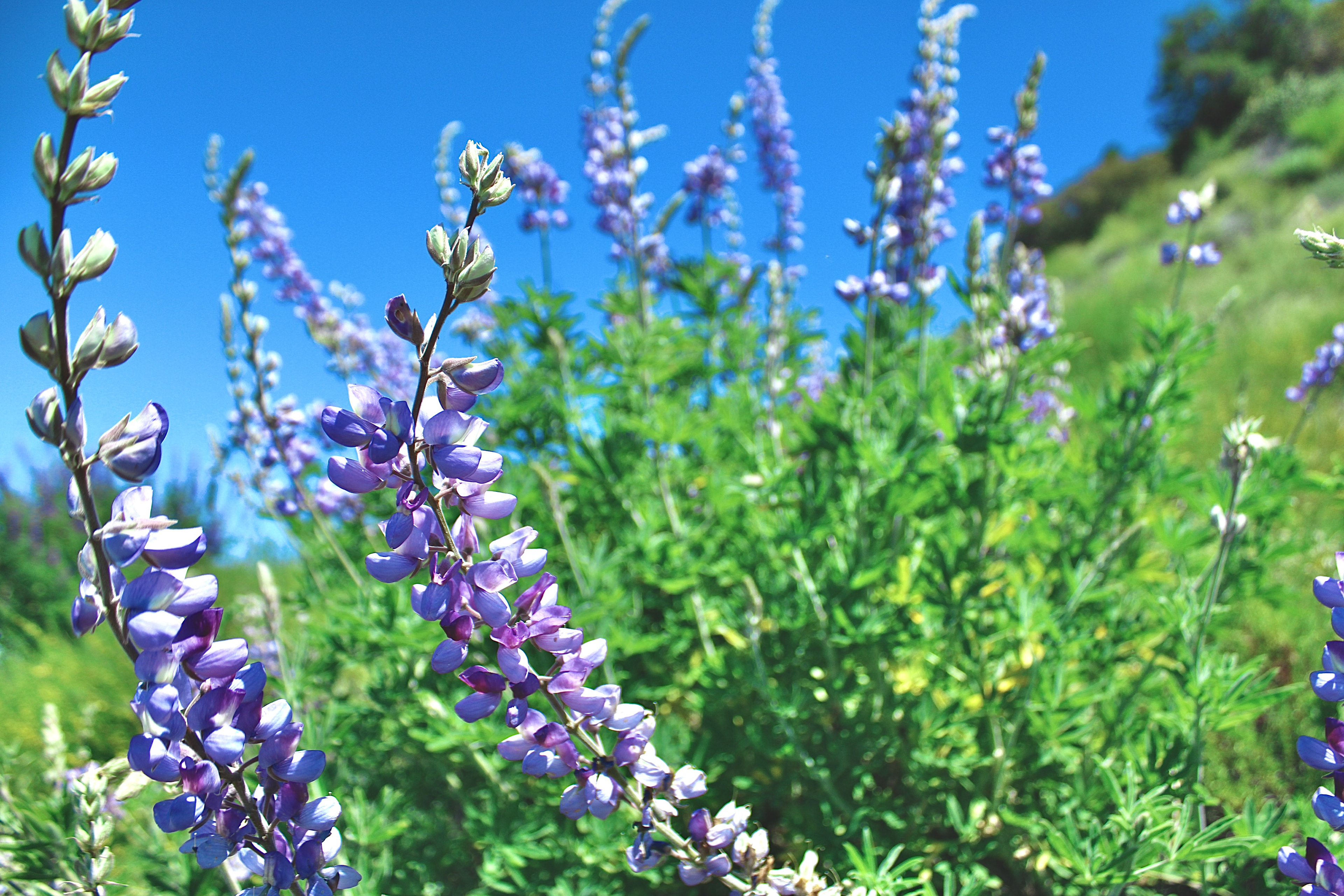 Lupins (detail) - Calabasas